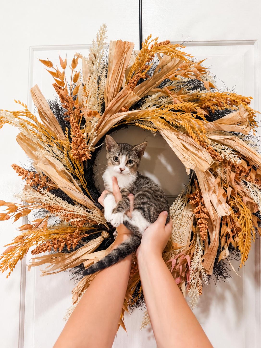Enlarge Totoro, a Adoptable Tabby in Goodyear, AZ image 1/1
