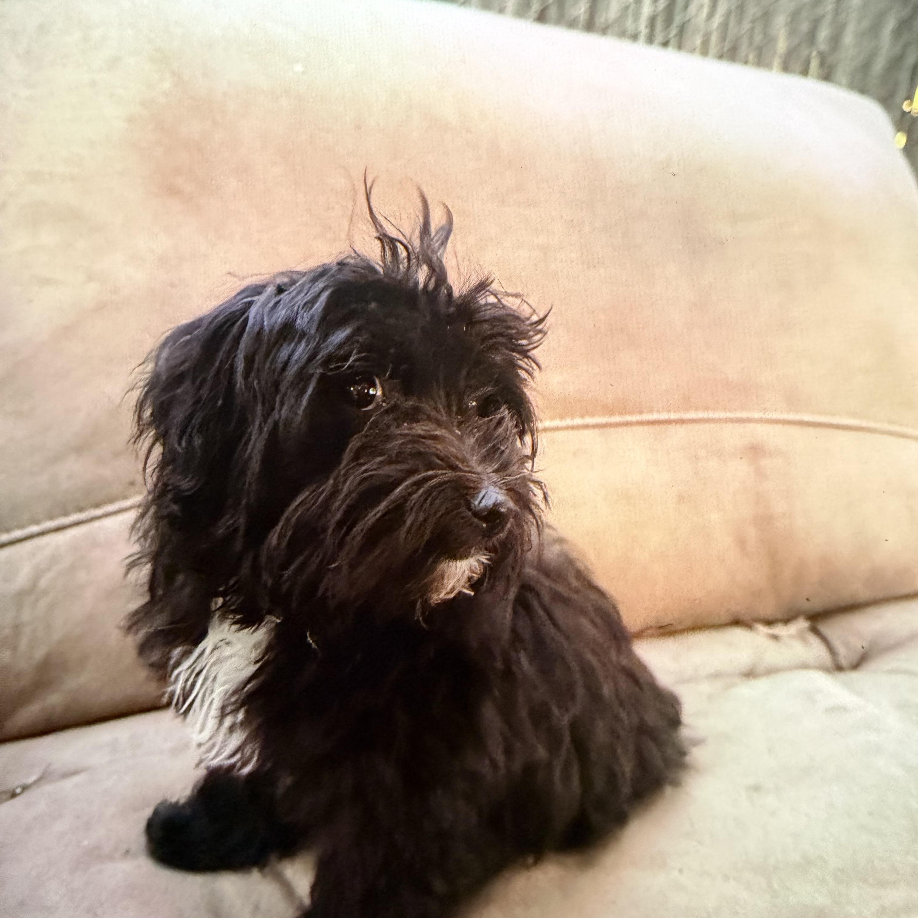 Indy, an adopted Maltese in Redlands , CA image 2/3