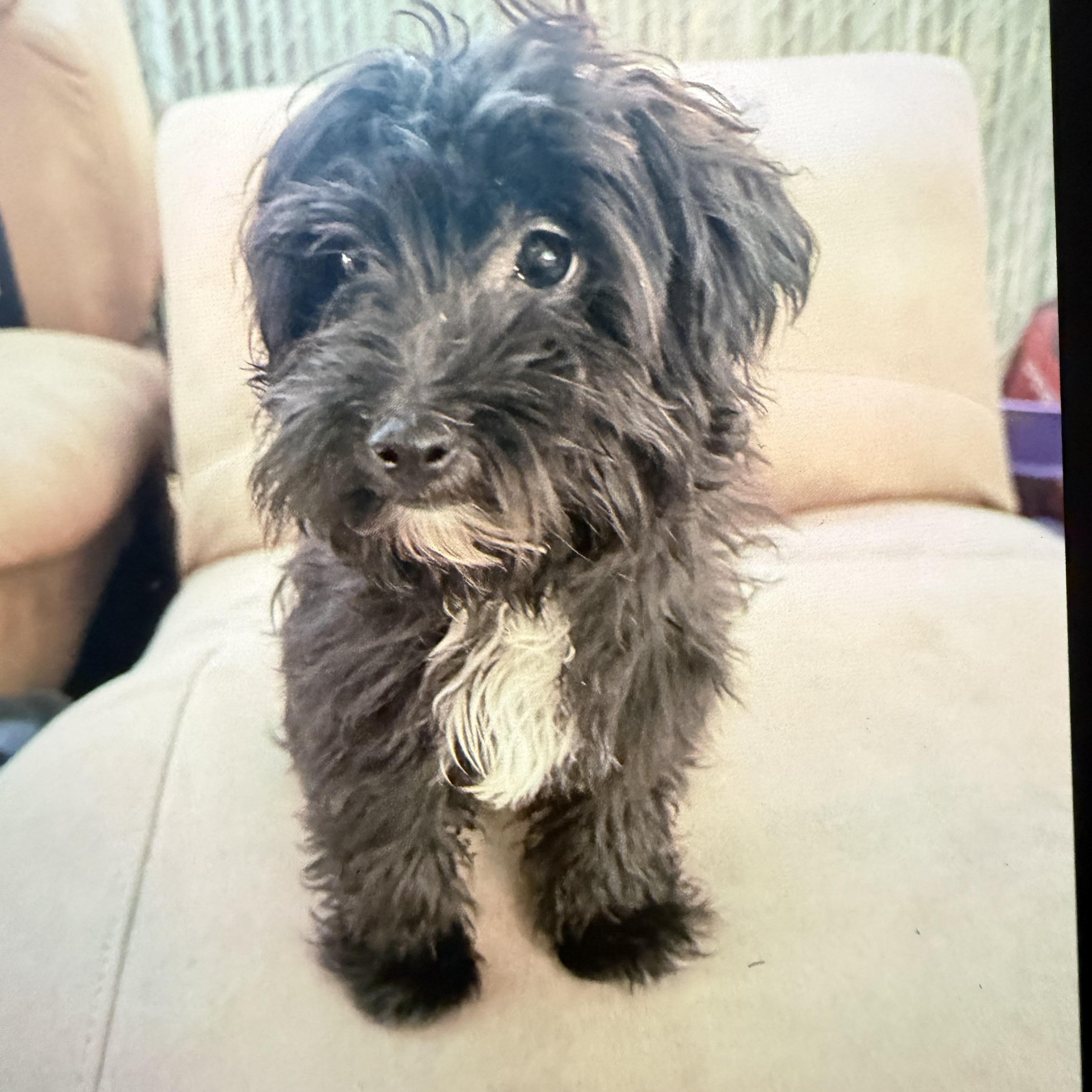 Indy, adopted, Puppy Female Maltese.
