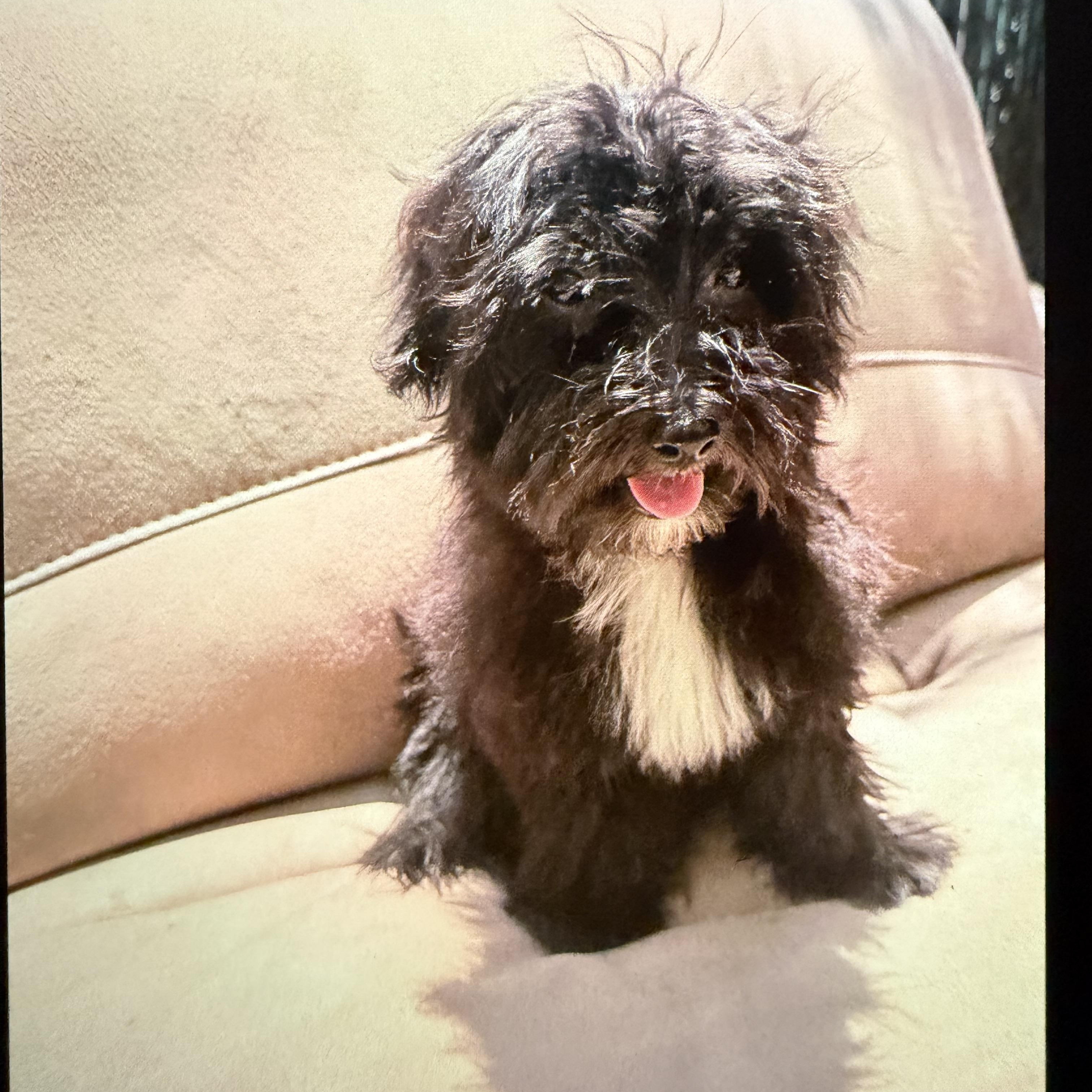 Indy, an adopted Maltese in Redlands , CA image 3/3