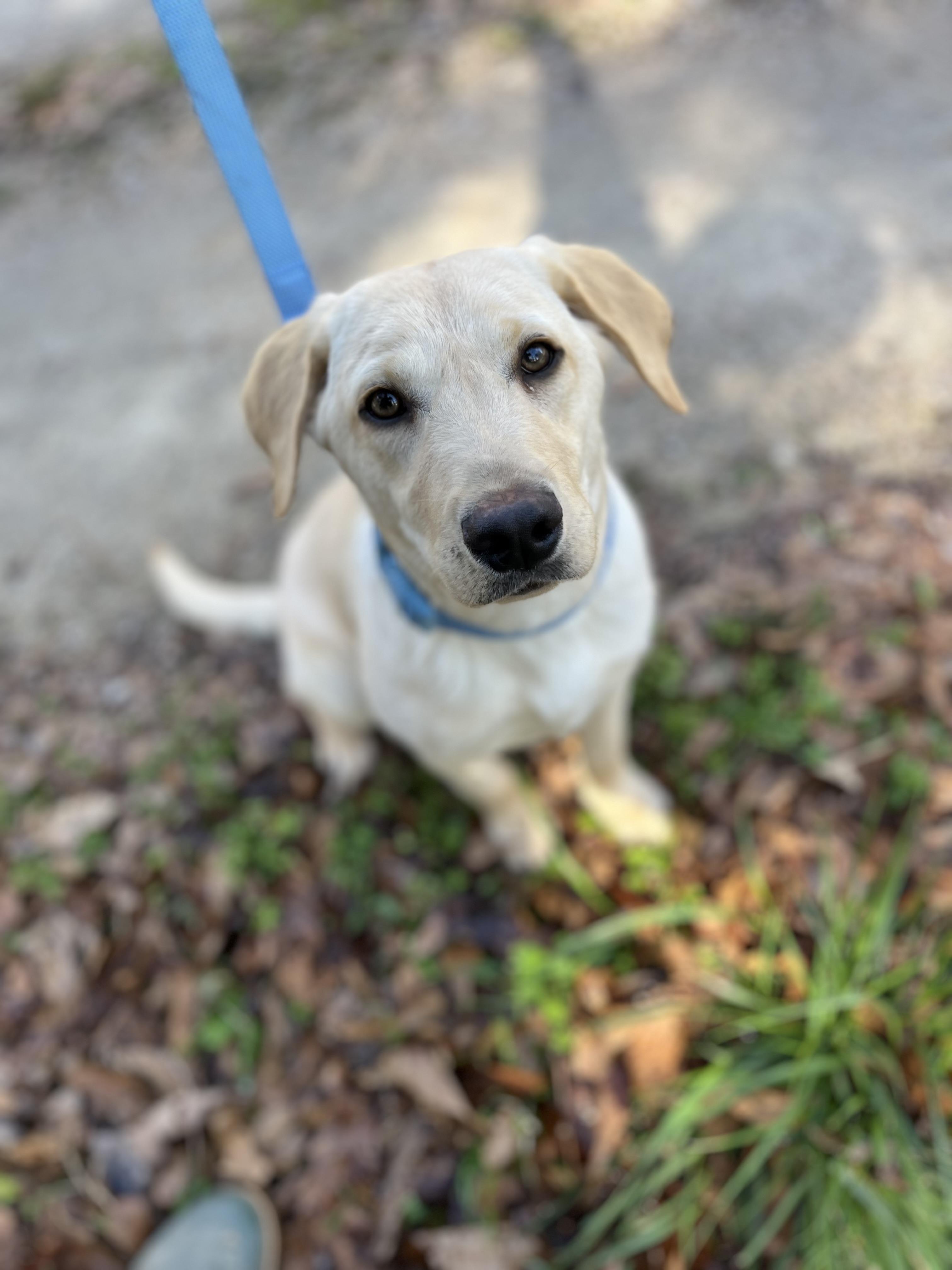 Enlarge Tucker, an adopted Labrador Retriever in Rock Hill, SC image 3/6