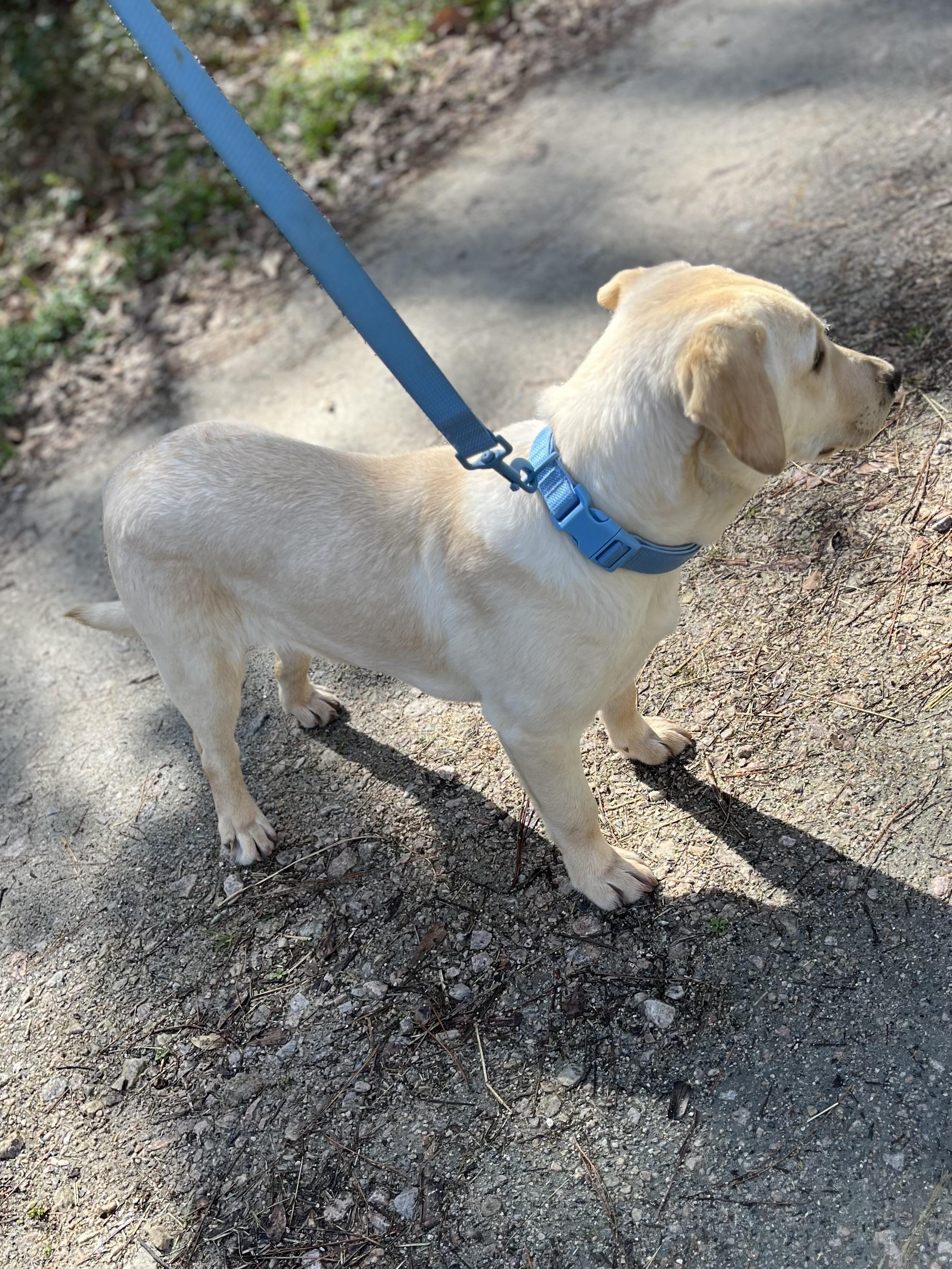 Enlarge Tucker, an adopted Labrador Retriever in Rock Hill, SC image 6/6