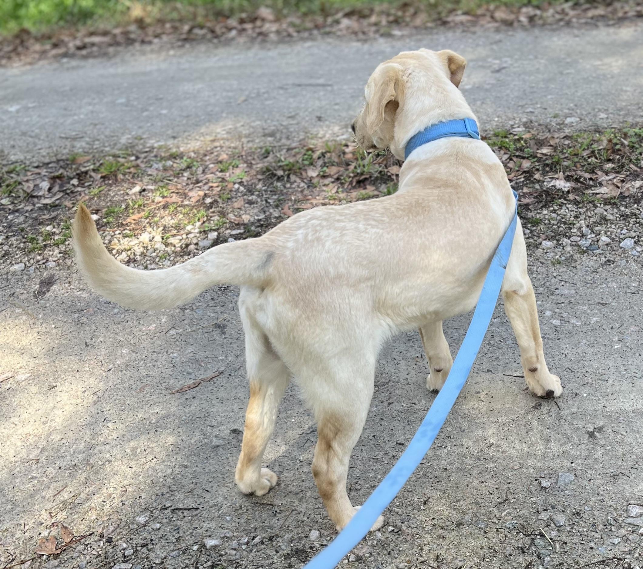 Enlarge Tucker, an adopted Labrador Retriever in Rock Hill, SC image 4/6