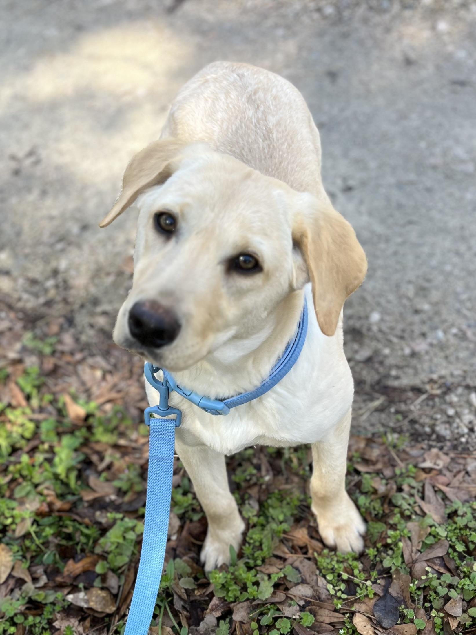 Tucker, adopted, Young Male Labrador Retriever.