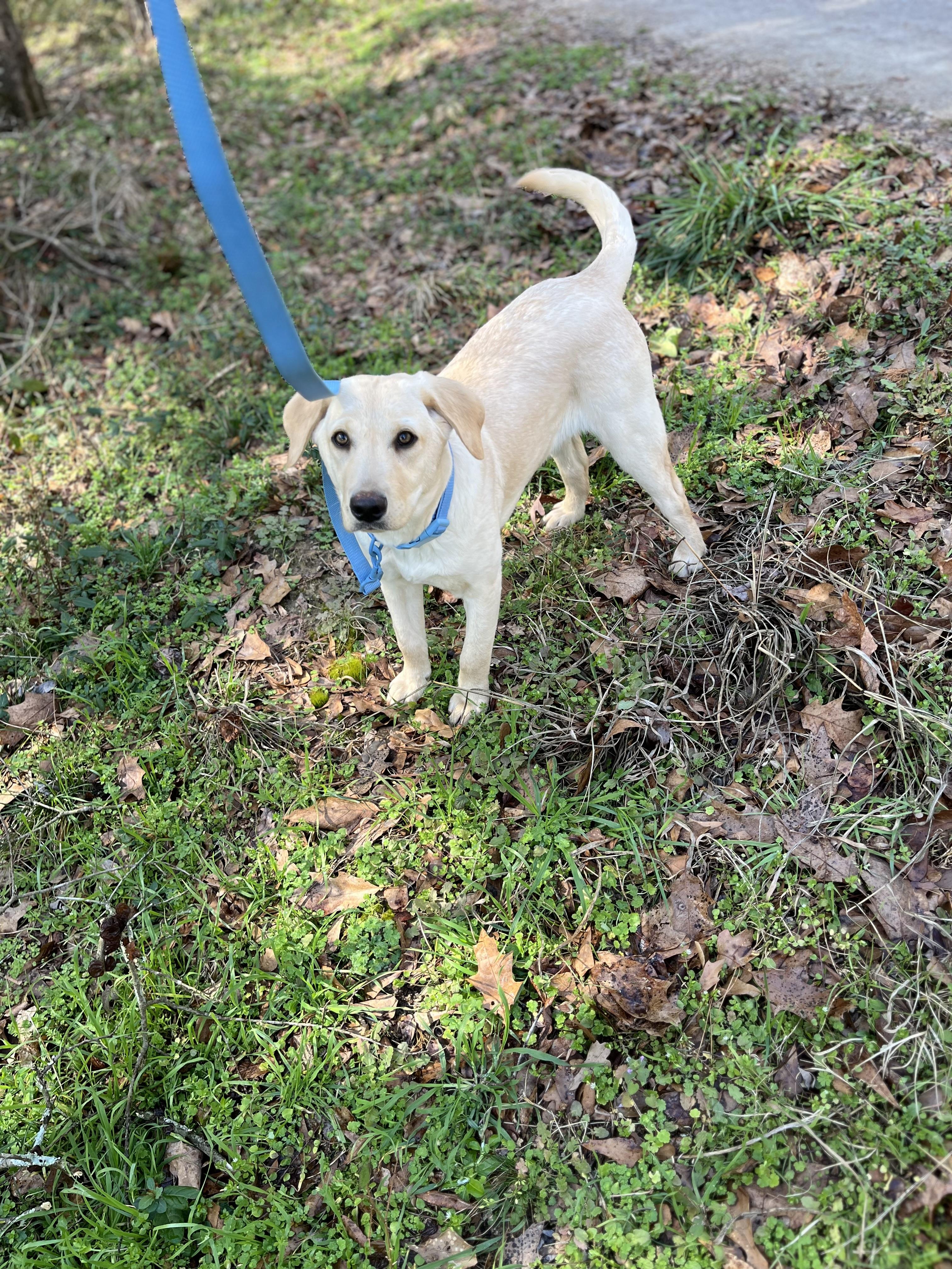 Enlarge Tucker, an adopted Labrador Retriever in Rock Hill, SC image 2/6