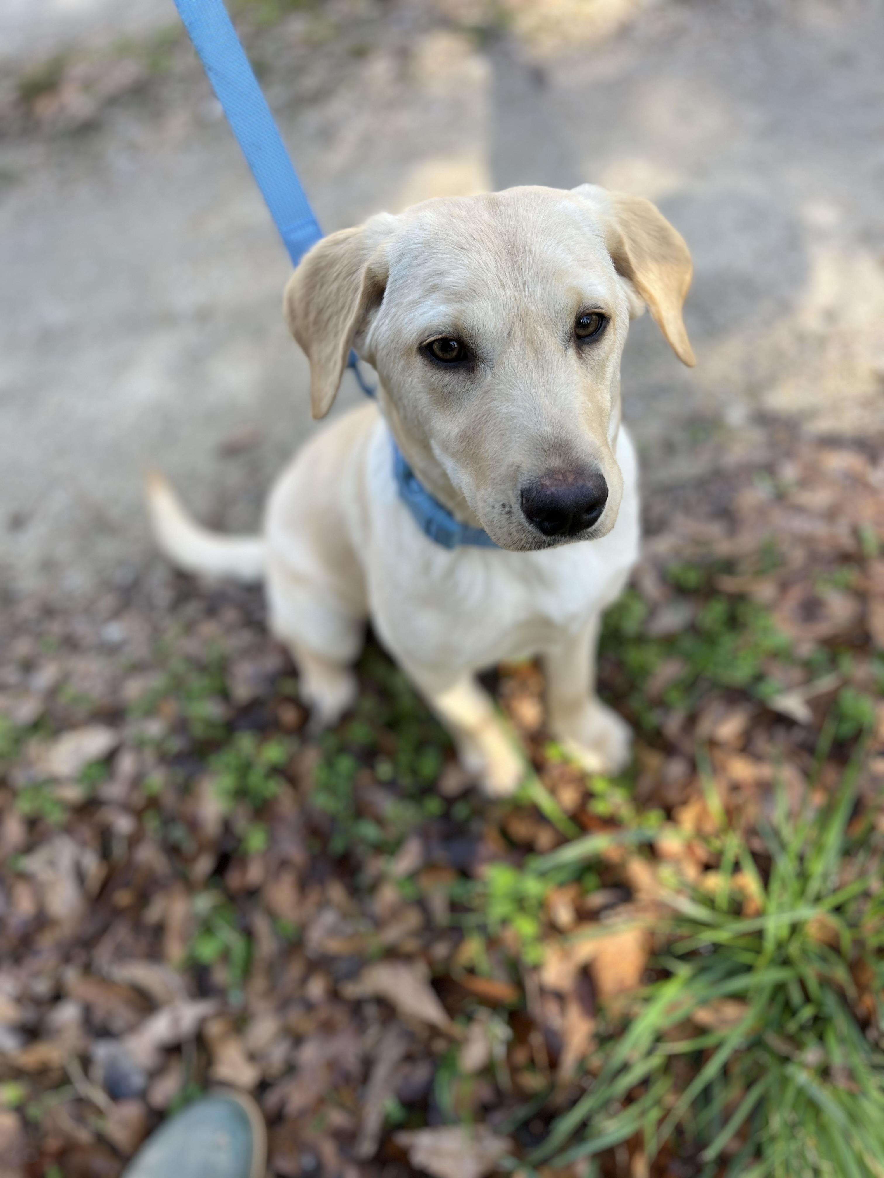 Enlarge Tucker, an adopted Labrador Retriever in Rock Hill, SC image 5/6