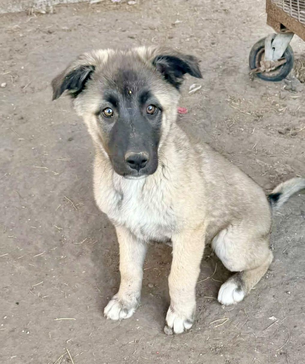 Enlarge Shena, a Adoptable Anatolian Shepherd in Pittsburgh, PA image 5/6
