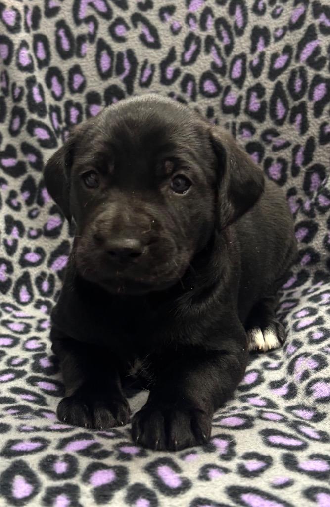 Esme, Adoptable, Puppy Female Labrador Retriever & Mixed Breed.