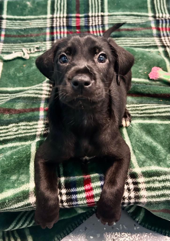 Esme, a Adoptable mixed breed in Seven Points, TX image 2/3