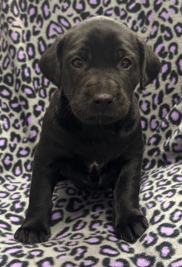 Esme, a Adoptable mixed breed in Seven Points, TX image 3/3