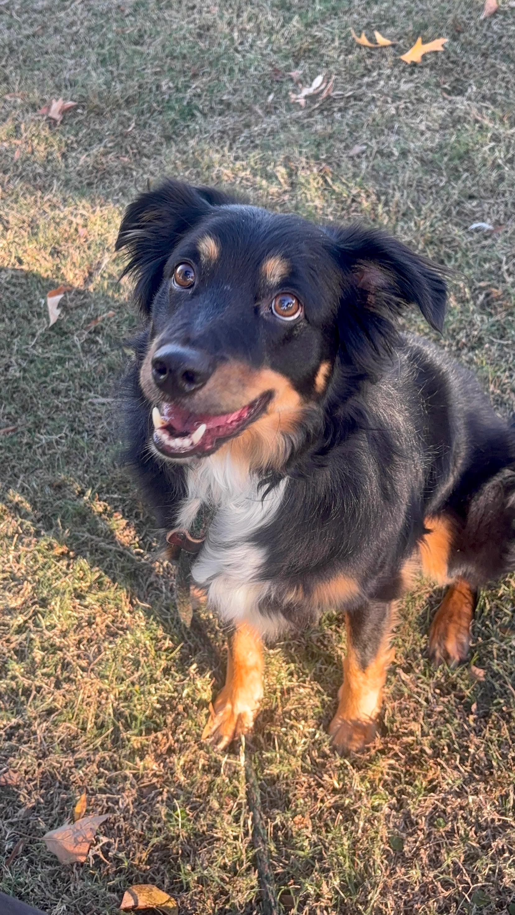 Enlarge Brody, a Adoptable Australian Shepherd in Memphis, TN image 1/6