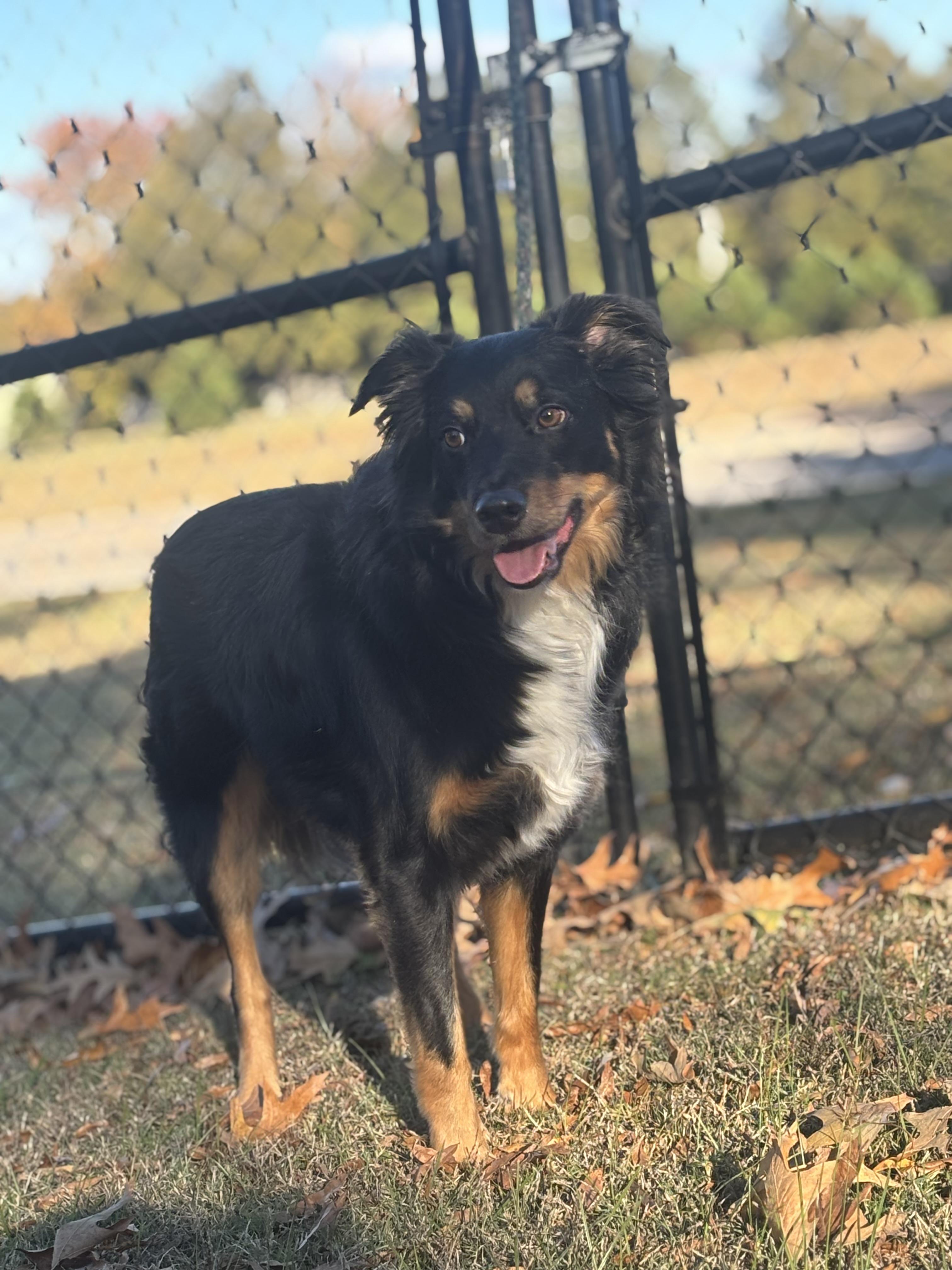 Enlarge Brody, a Adoptable Australian Shepherd in Memphis, TN image 4/6