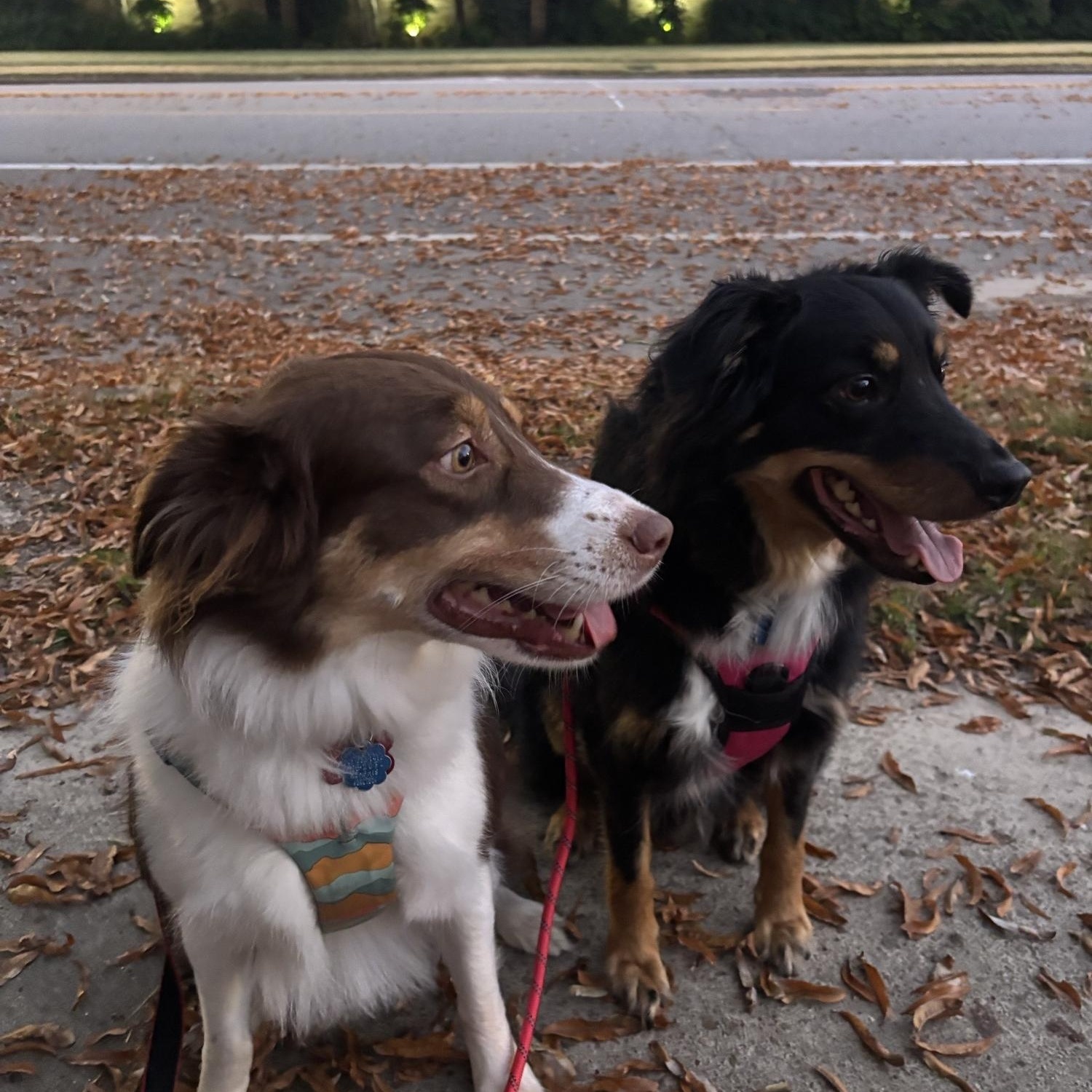 Enlarge Brody, a Adoptable Australian Shepherd in Memphis, TN image 6/6