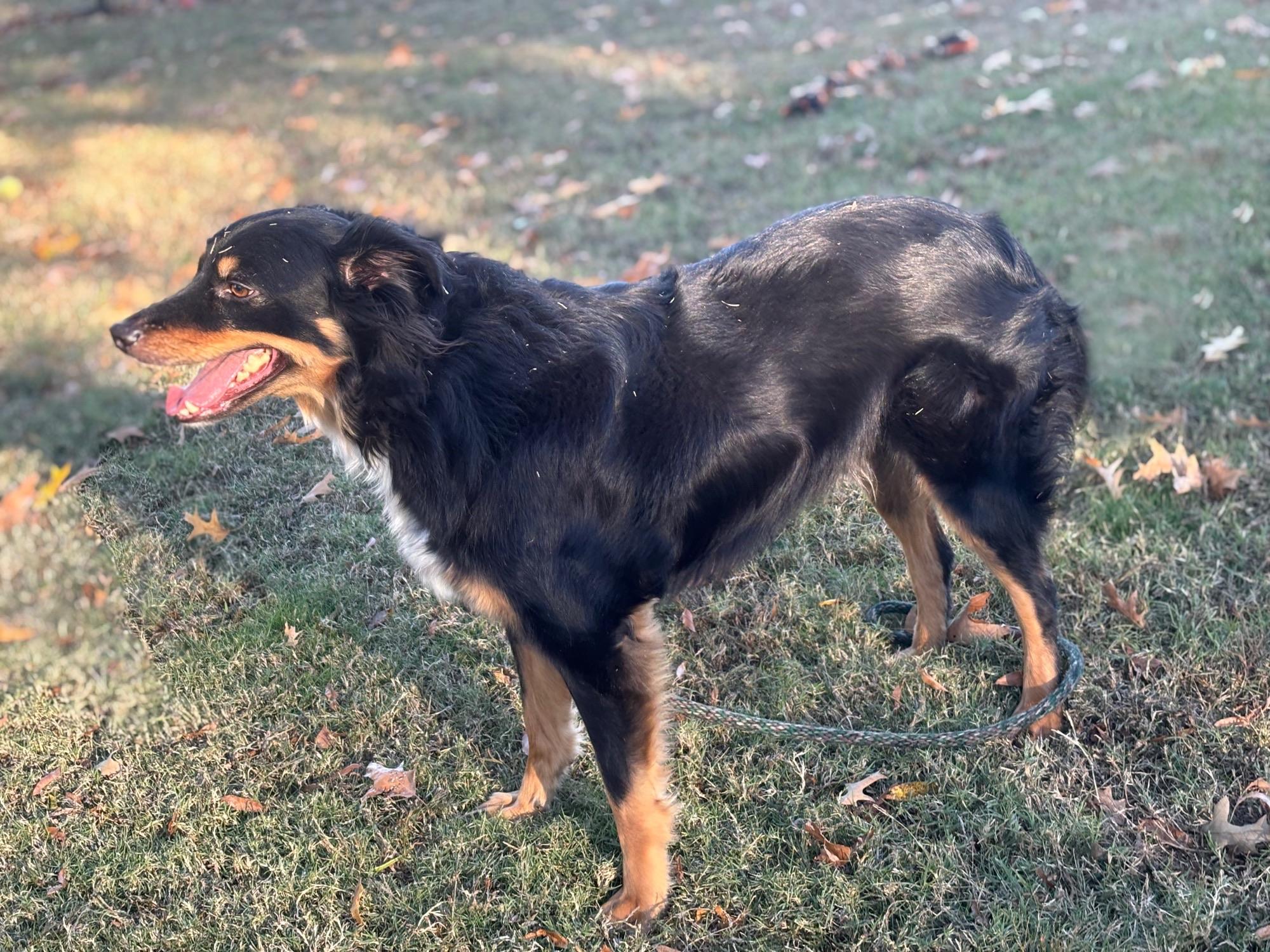 Enlarge Brody, a Adoptable Australian Shepherd in Memphis, TN image 5/6