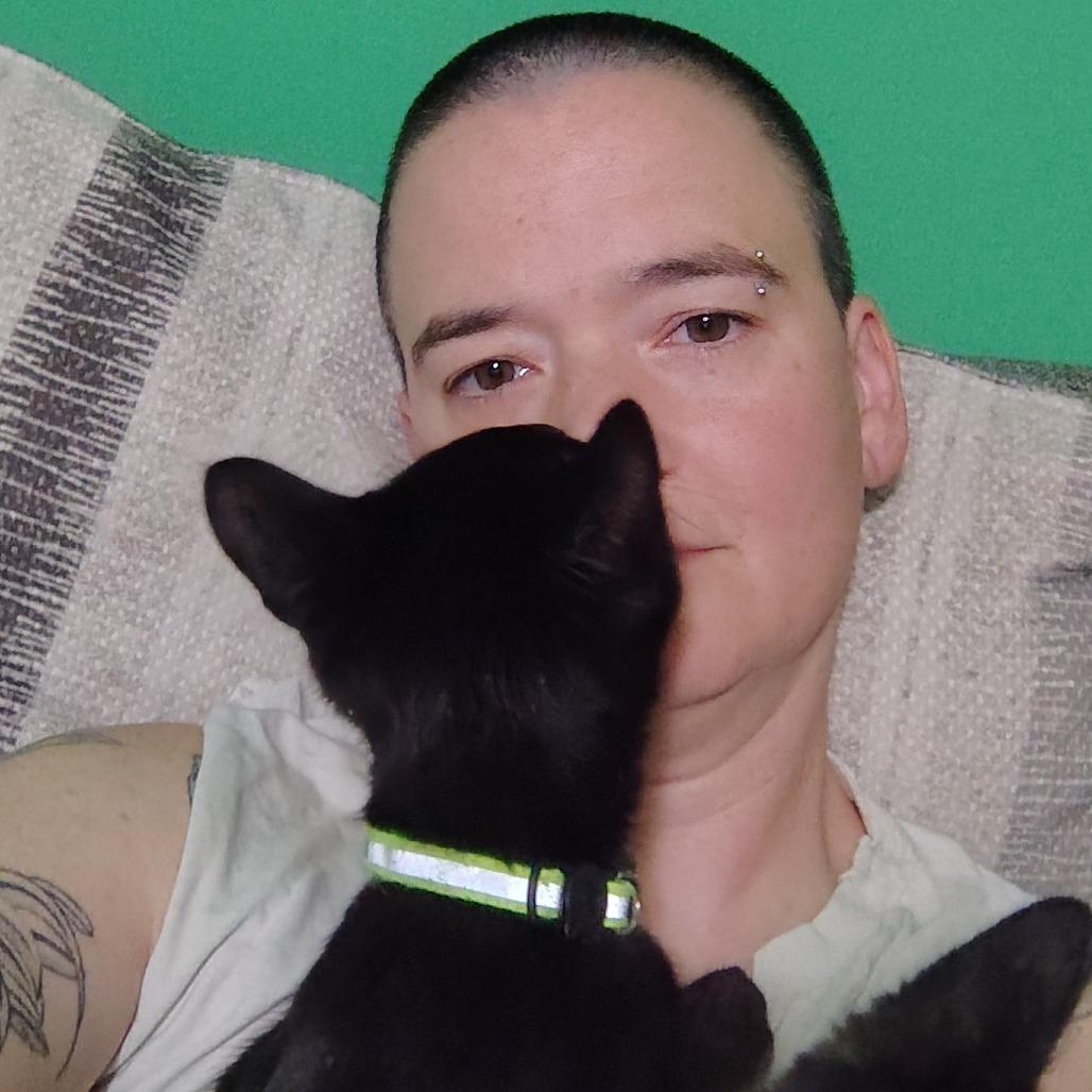 Herald, an adoption pending Domestic Short Hair in Wilmington, NC image 3/6