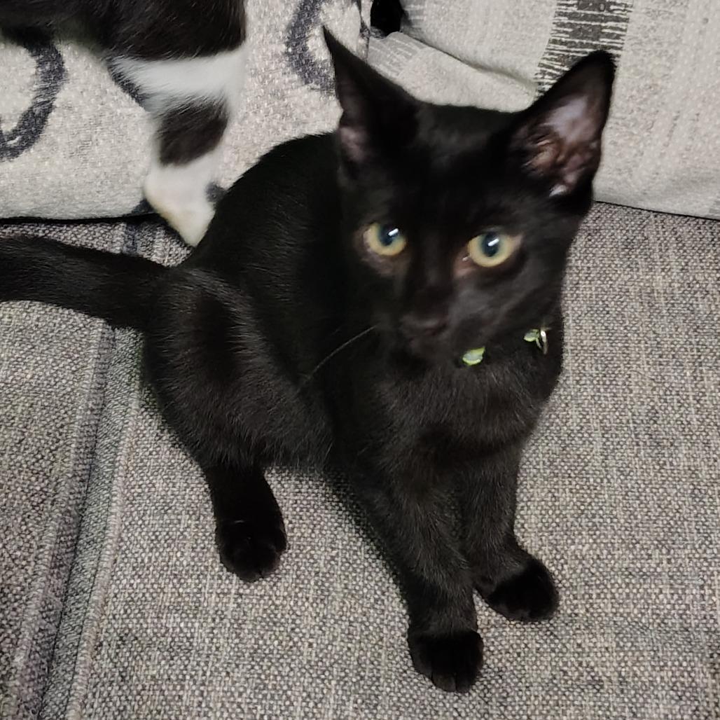 Herald, an adoption pending Domestic Short Hair in Wilmington, NC image 1/6