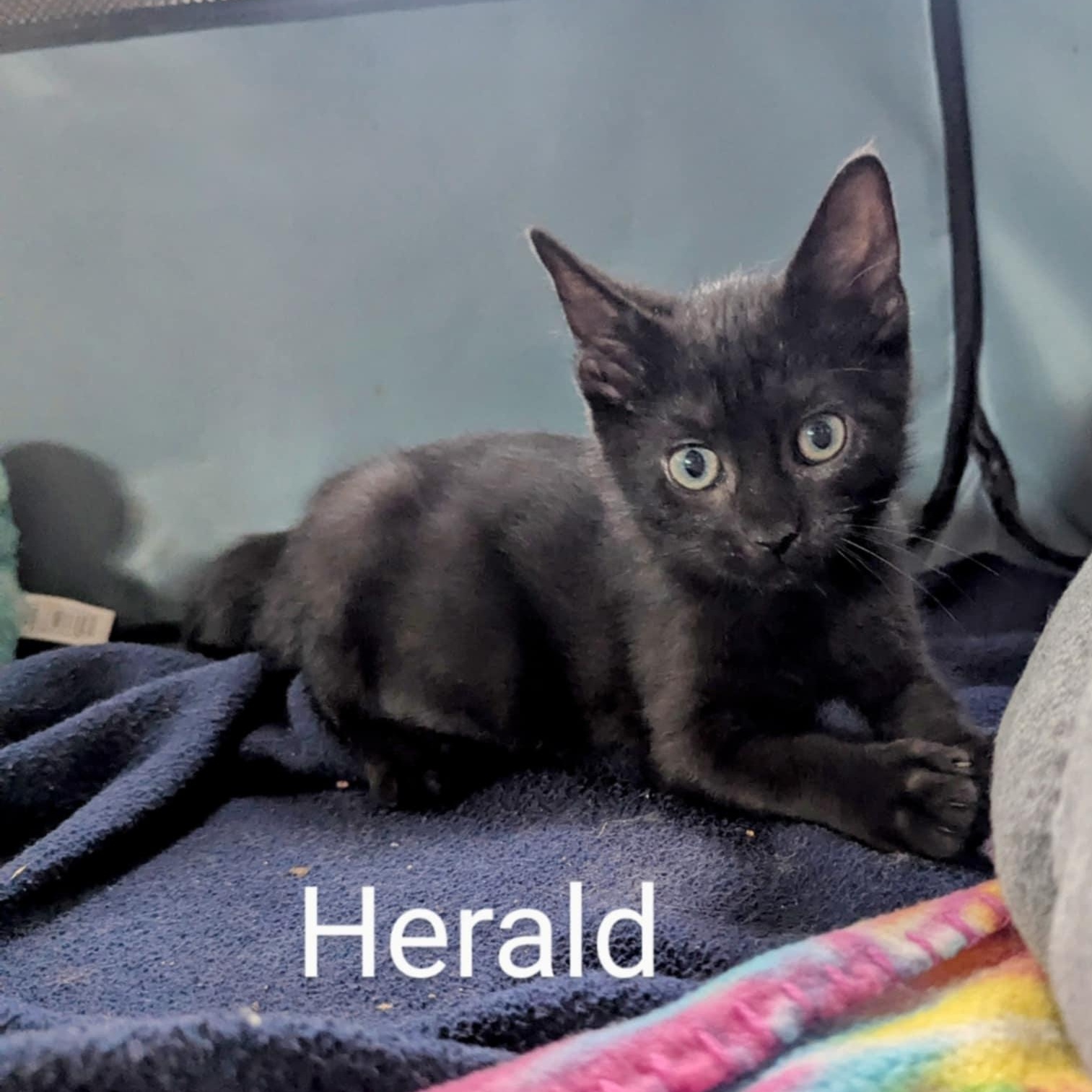 Herald, an adoption pending Domestic Short Hair in Wilmington, NC image 5/6
