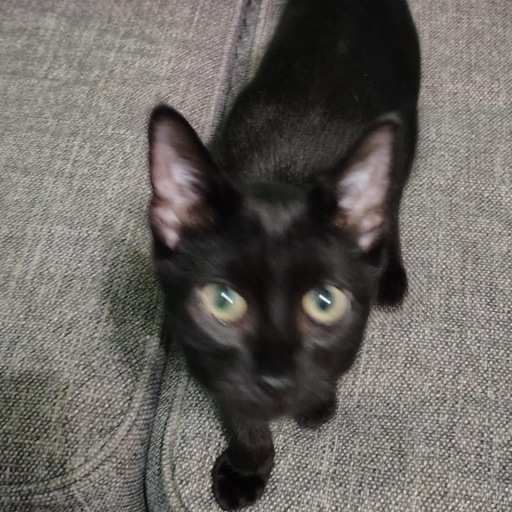 Herald, an adoption pending Domestic Short Hair in Wilmington, NC image 2/6