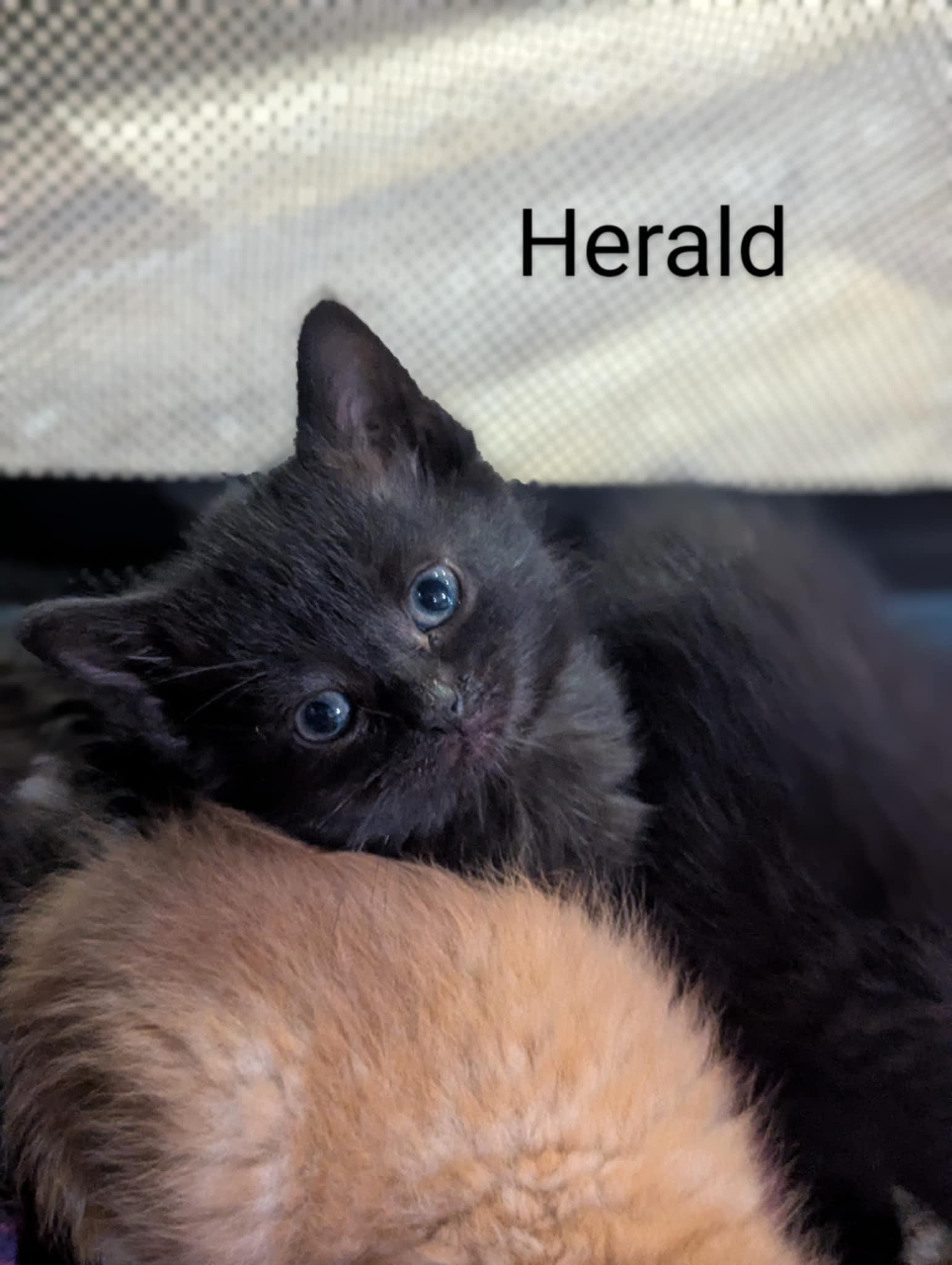 Herald, an adoption pending Domestic Short Hair in Wilmington, NC image 6/6