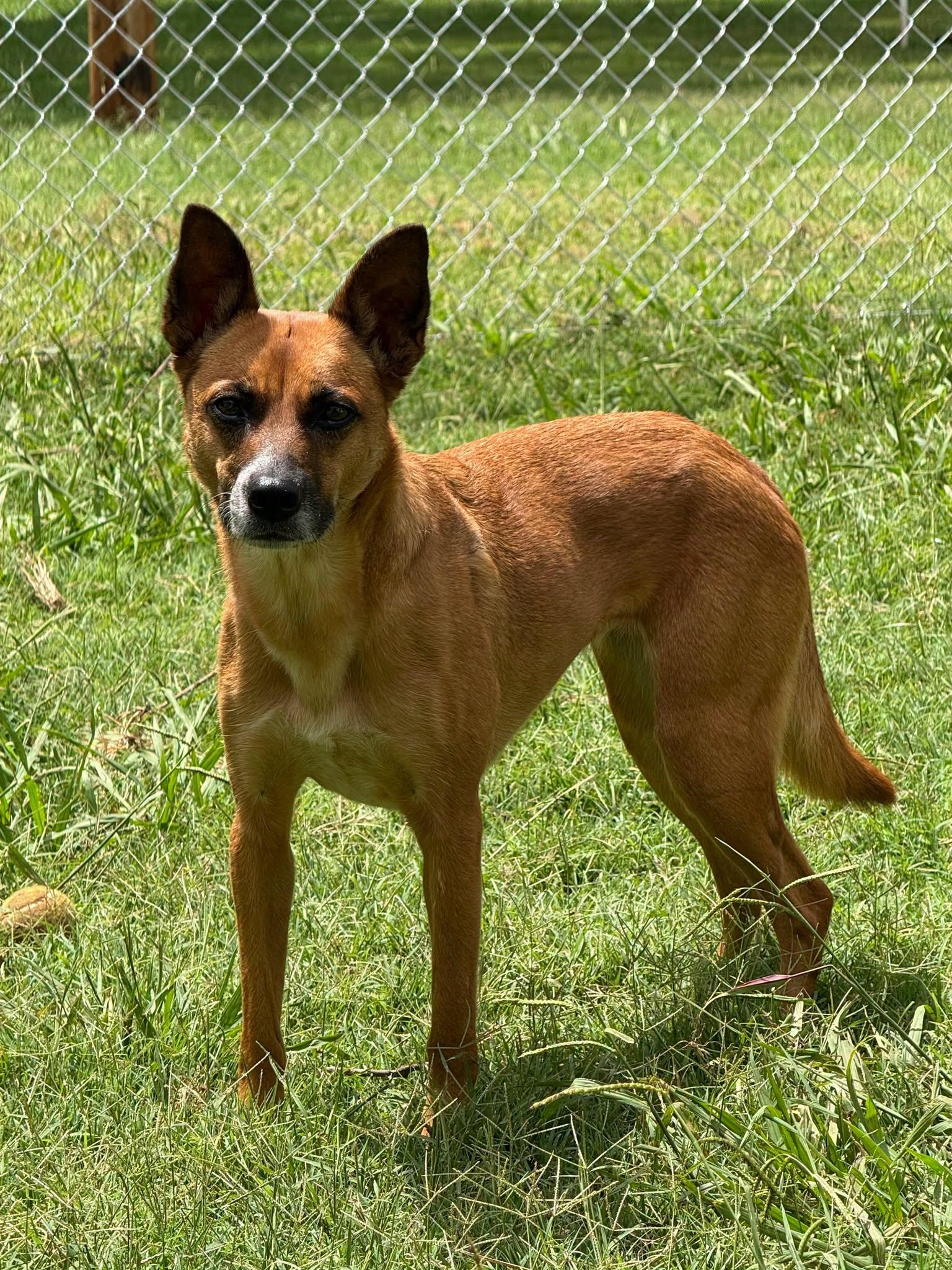 Enlarge Goblynn, a ADOPTABLE mixed breed in Stillwater, OK image 1/1