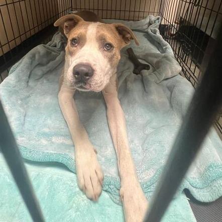 Garrett, a Adoptable mixed breed in Newark, DE image 4/6