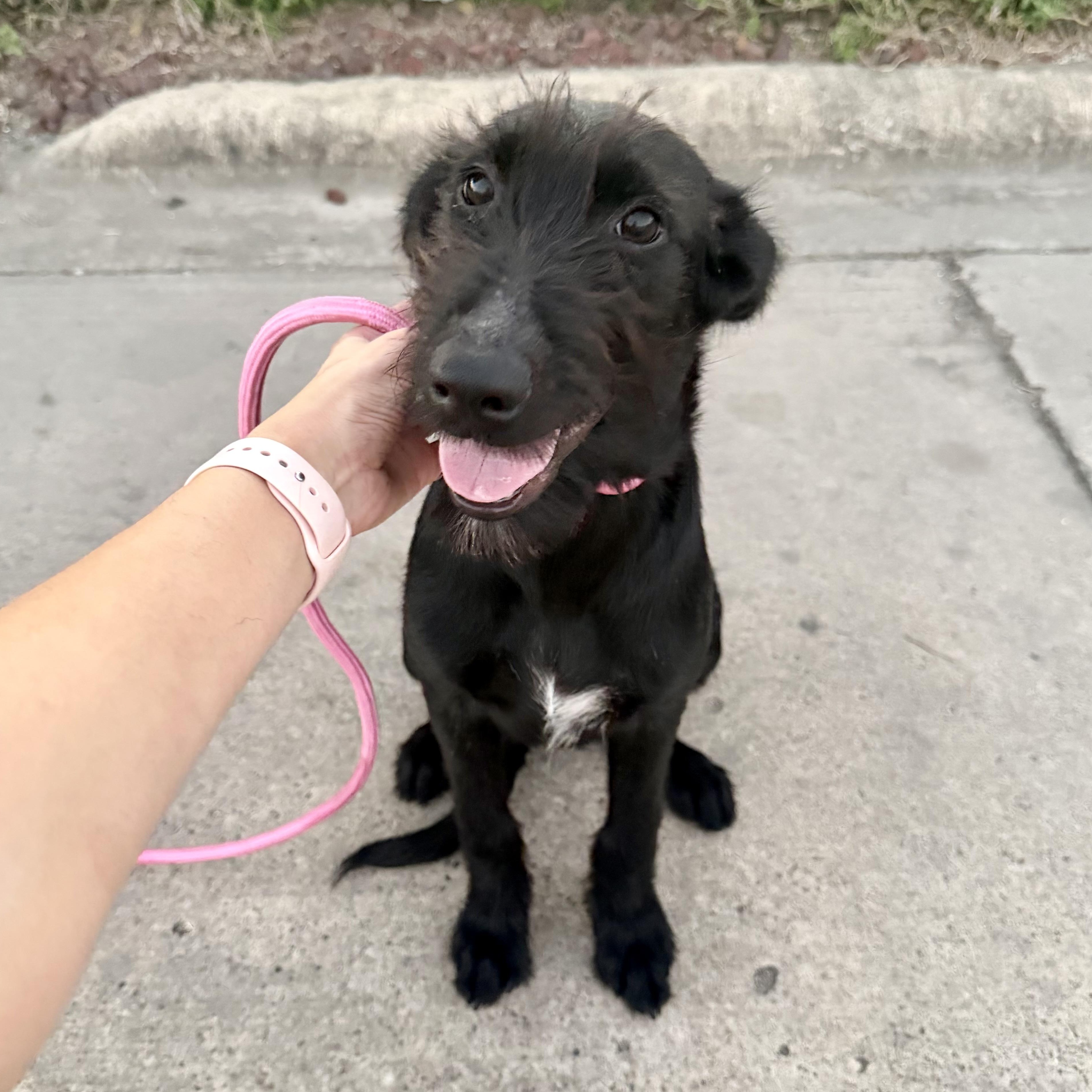 Birdie, Adoptable, Puppy Female Terrier & Pointer.