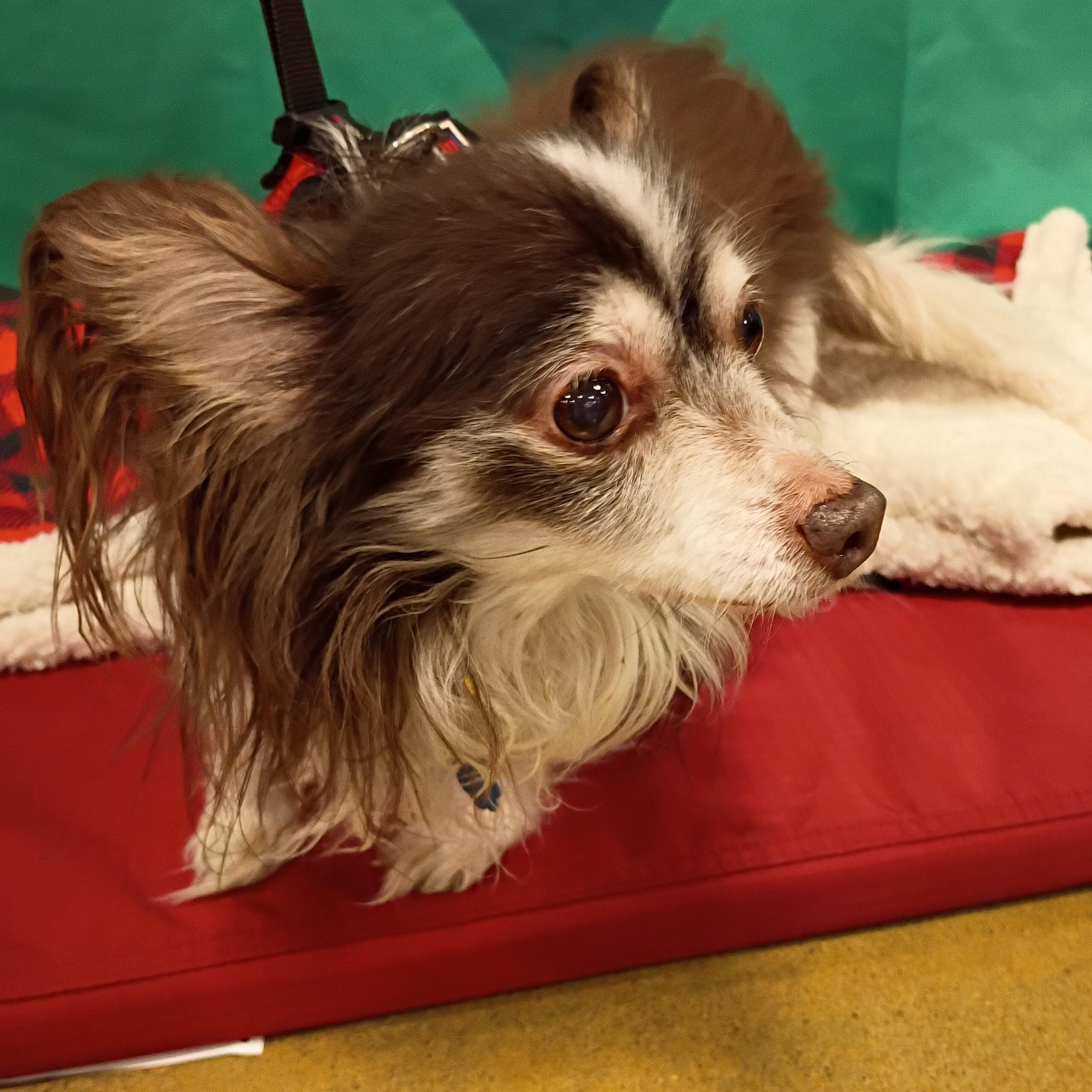 Remi, adopted, Senior Male Papillon.