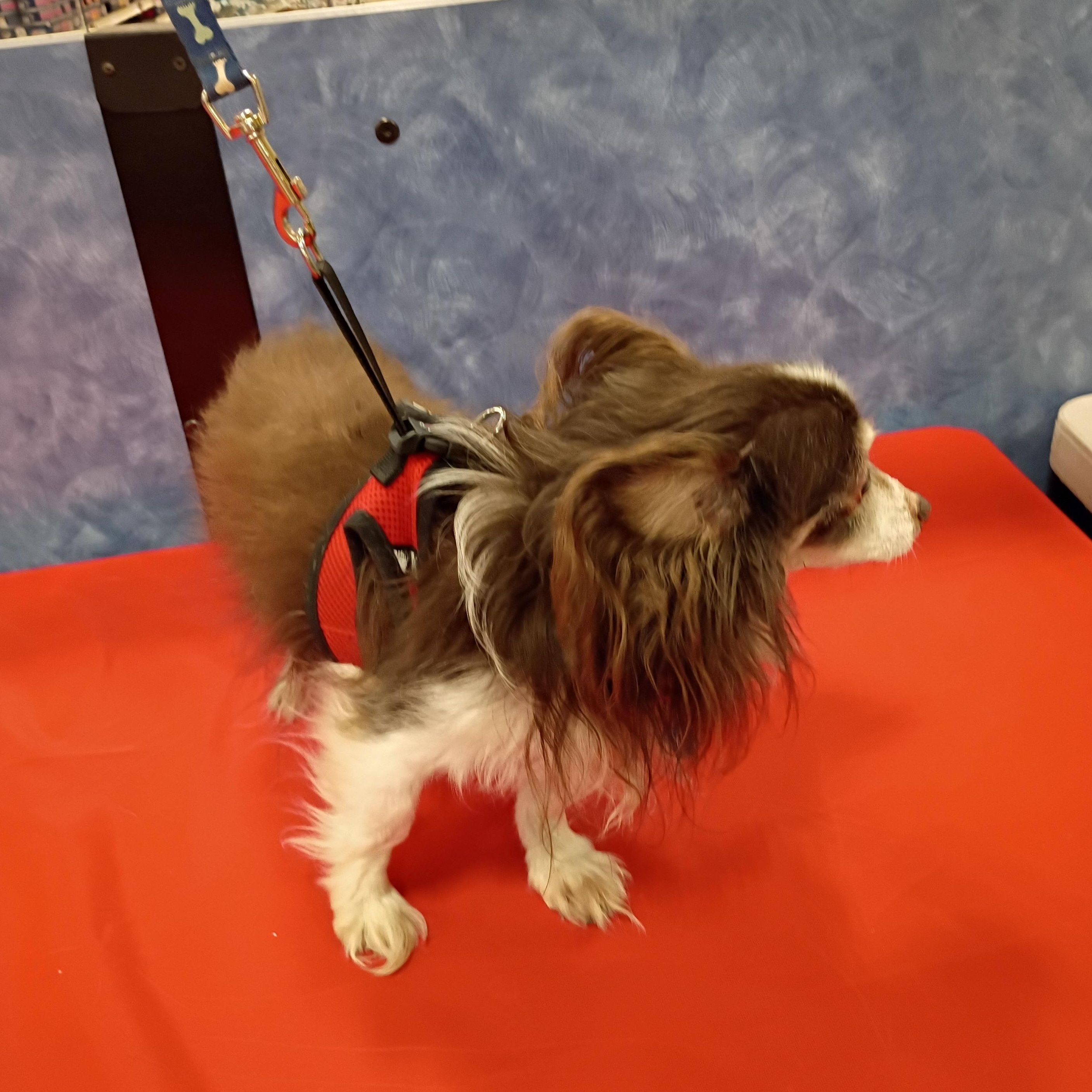 Enlarge Remi, an adopted mixed breed in Tulsa, OK image 3/3