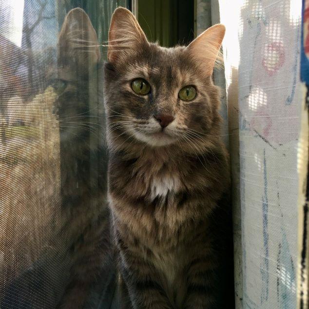 Enlarge Skye, an adopted mixed breed in Tulsa, OK image 5/5