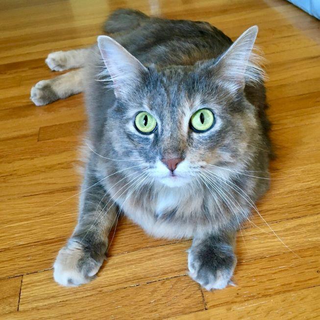 Enlarge Skye, an adopted mixed breed in Tulsa, OK image 3/5