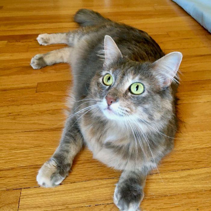 Enlarge Skye, an adopted mixed breed in Tulsa, OK image 2/5