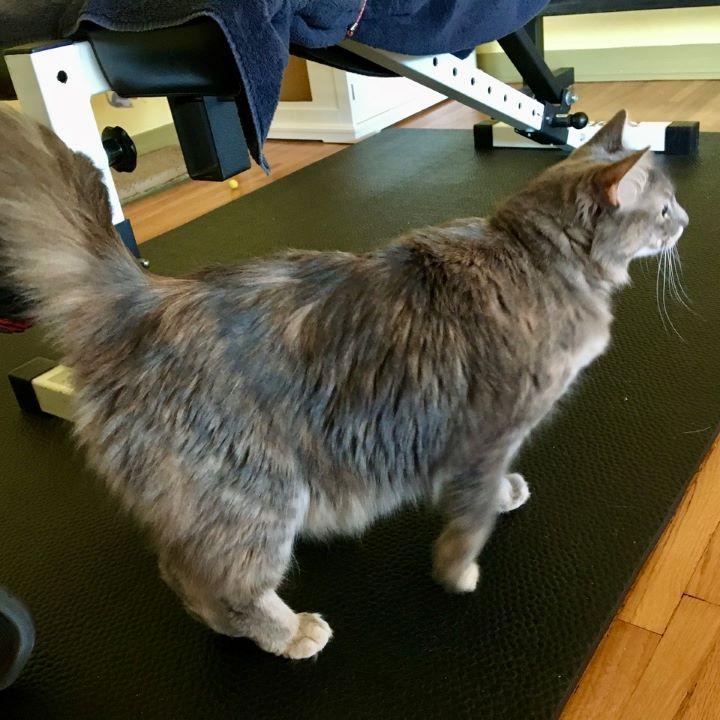 Enlarge Skye, an adopted mixed breed in Tulsa, OK image 4/5