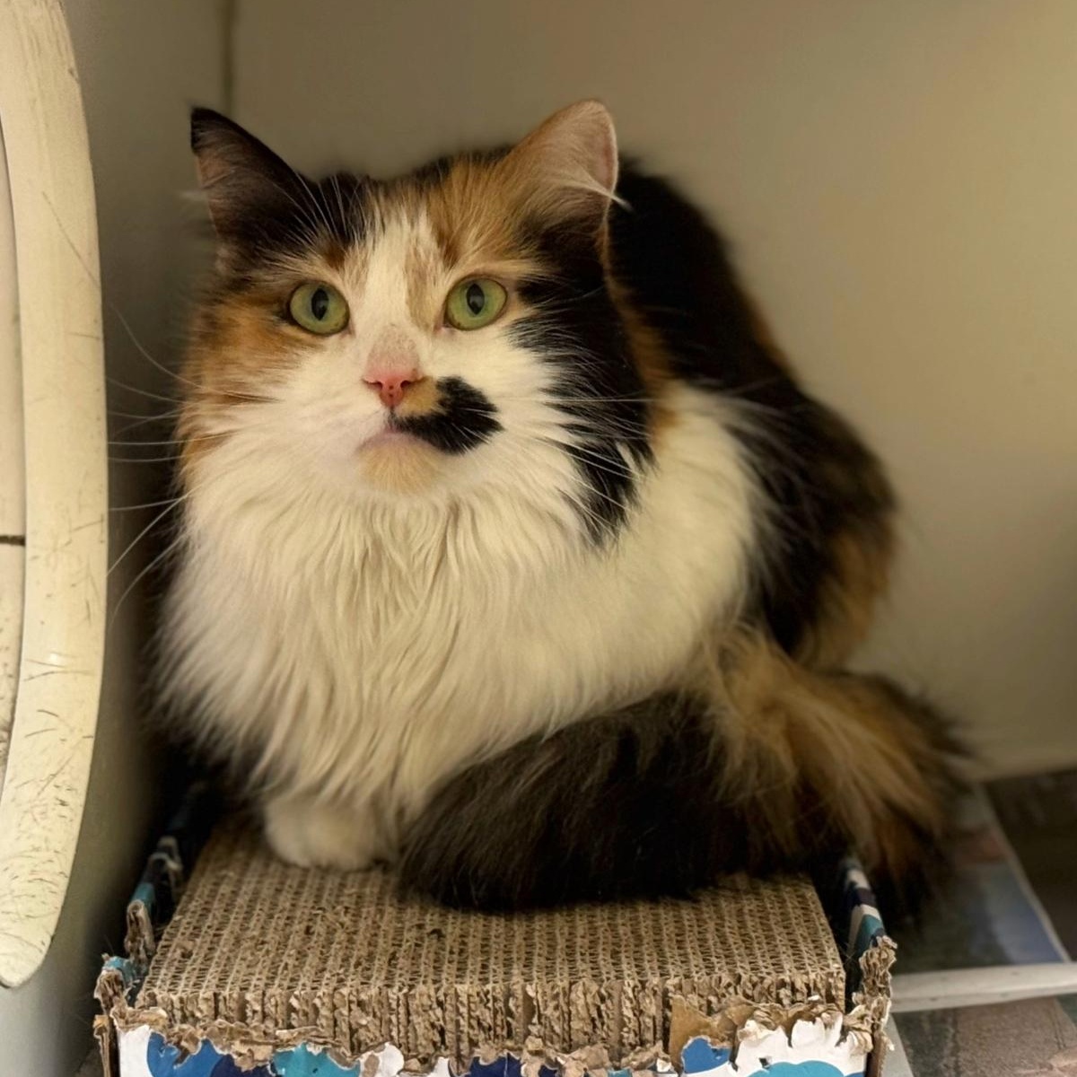 Enlarge Kali Ma , an adoptable Domestic Long Hair in Norwalk, CT image 2/3