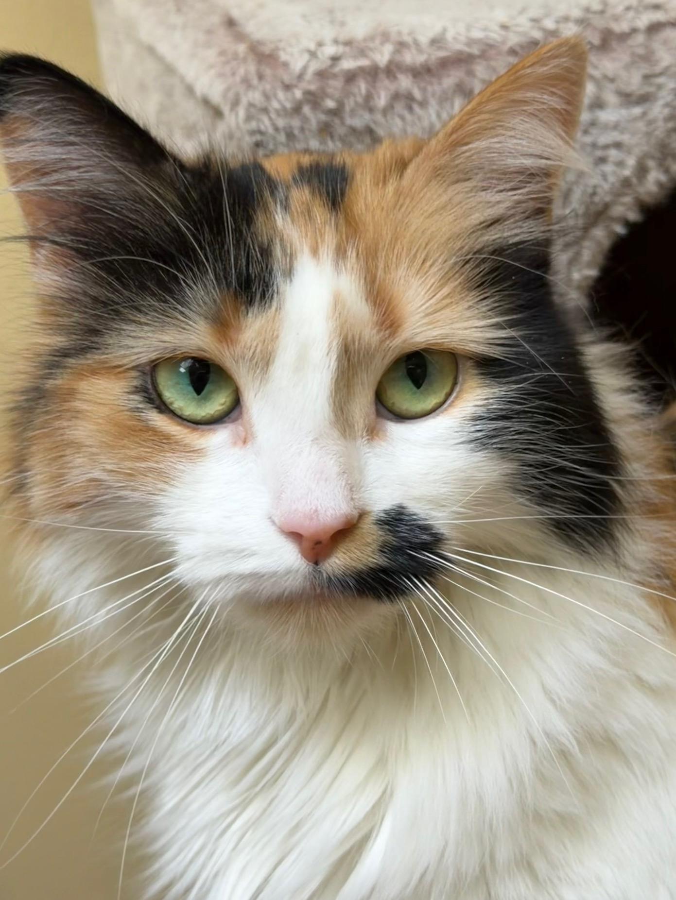 Kali Ma , adoptable, Adult Female Domestic Long Hair.