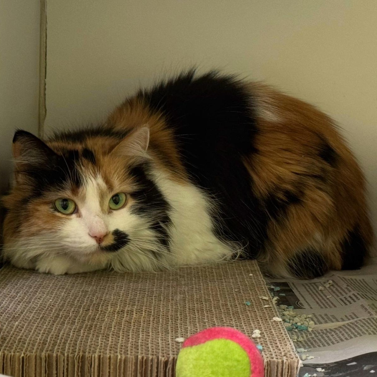 Enlarge Kali Ma , an adoptable Domestic Long Hair in Norwalk, CT image 3/3