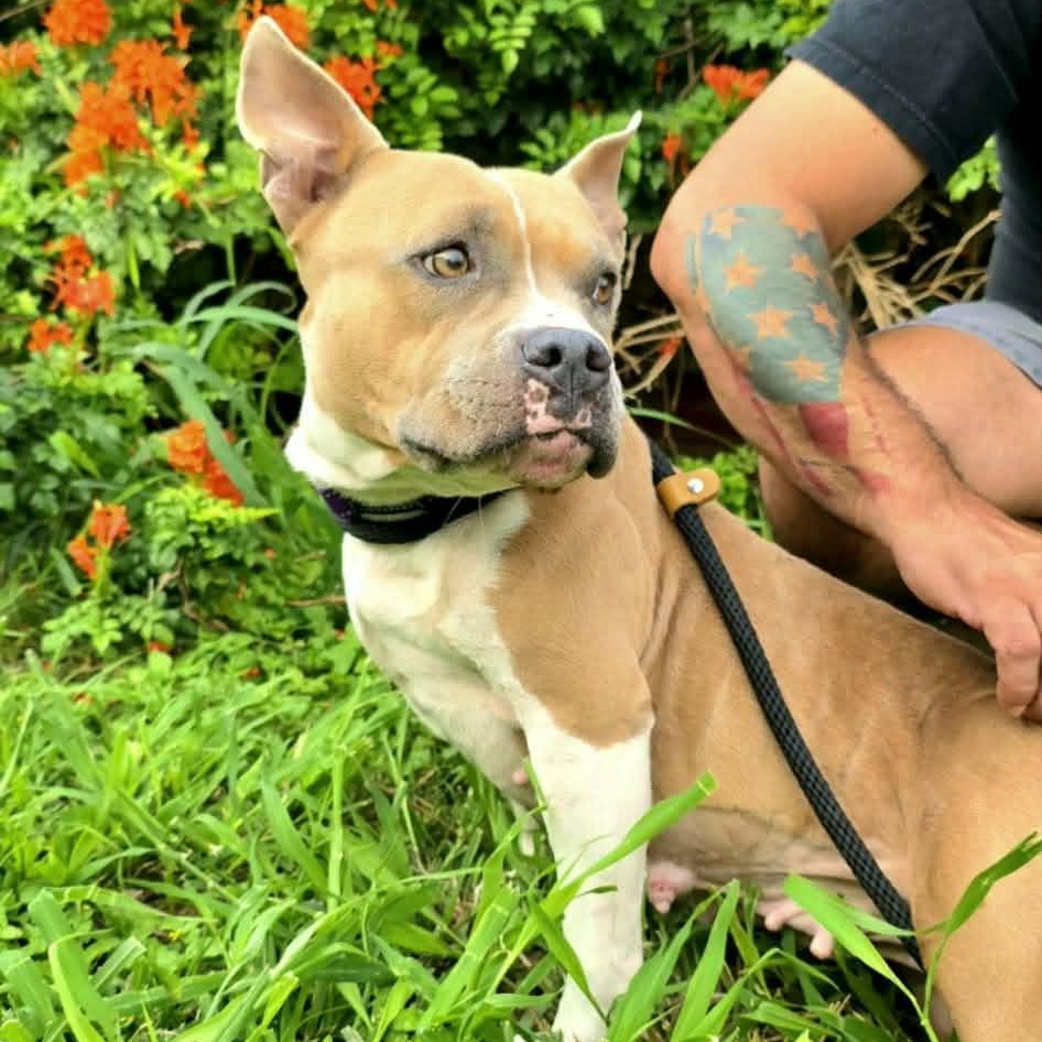 Enlarge Luna, a ADOPTABLE mixed breed in PLAINFIELD, CT image 2/4