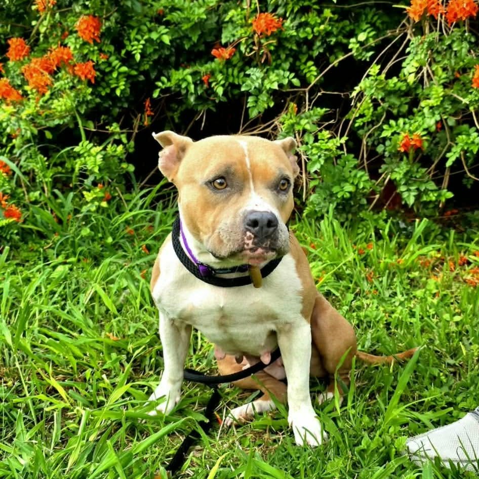 Enlarge Luna, a ADOPTABLE mixed breed in PLAINFIELD, CT image 1/4
