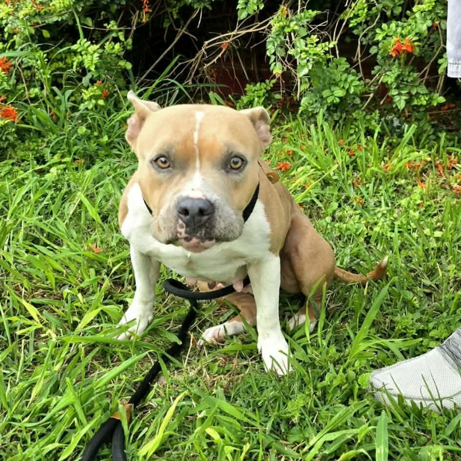 Enlarge Luna, a ADOPTABLE mixed breed in PLAINFIELD, CT image 3/4
