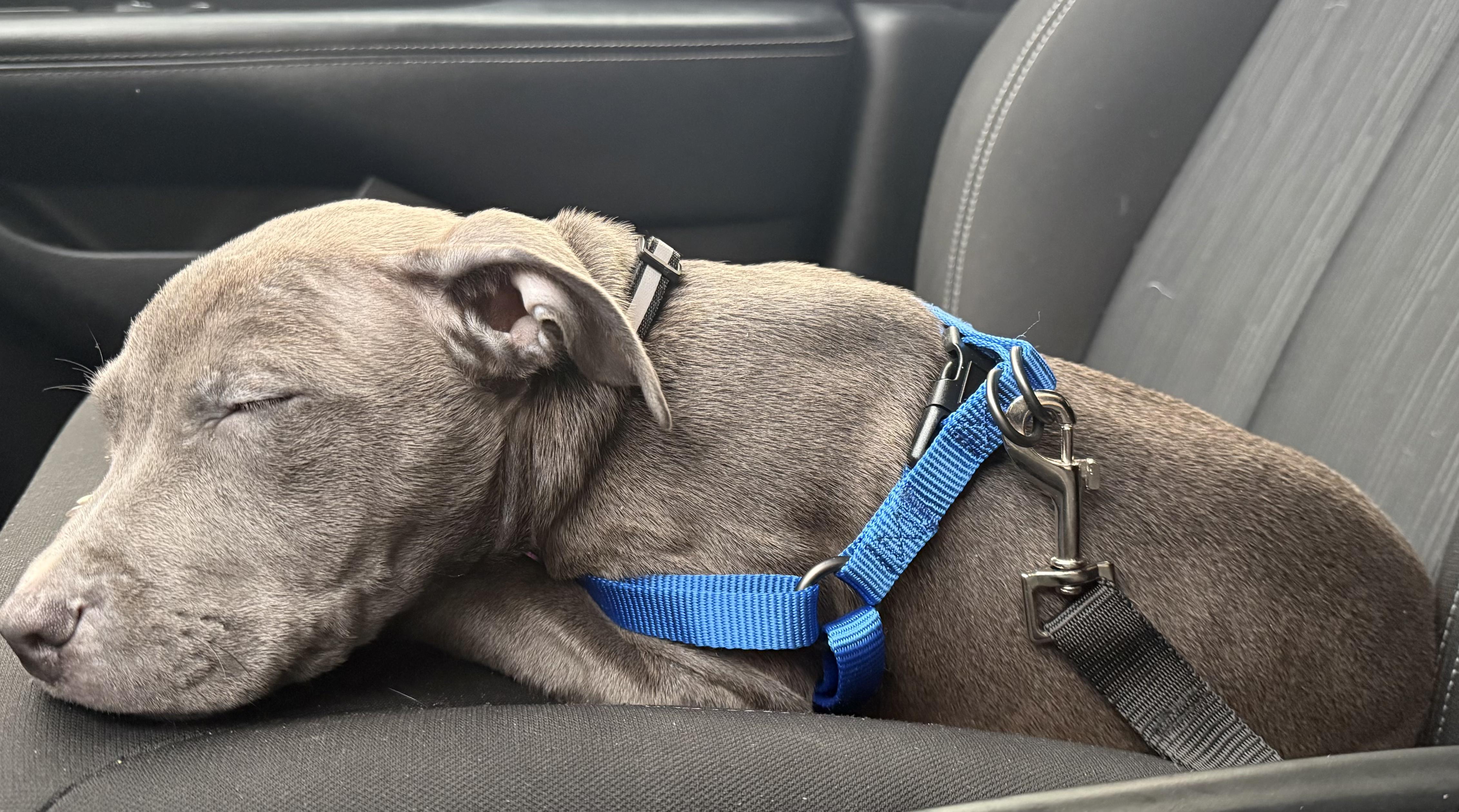 Benny, Adoptable, Young Male Pit Bull Terrier.