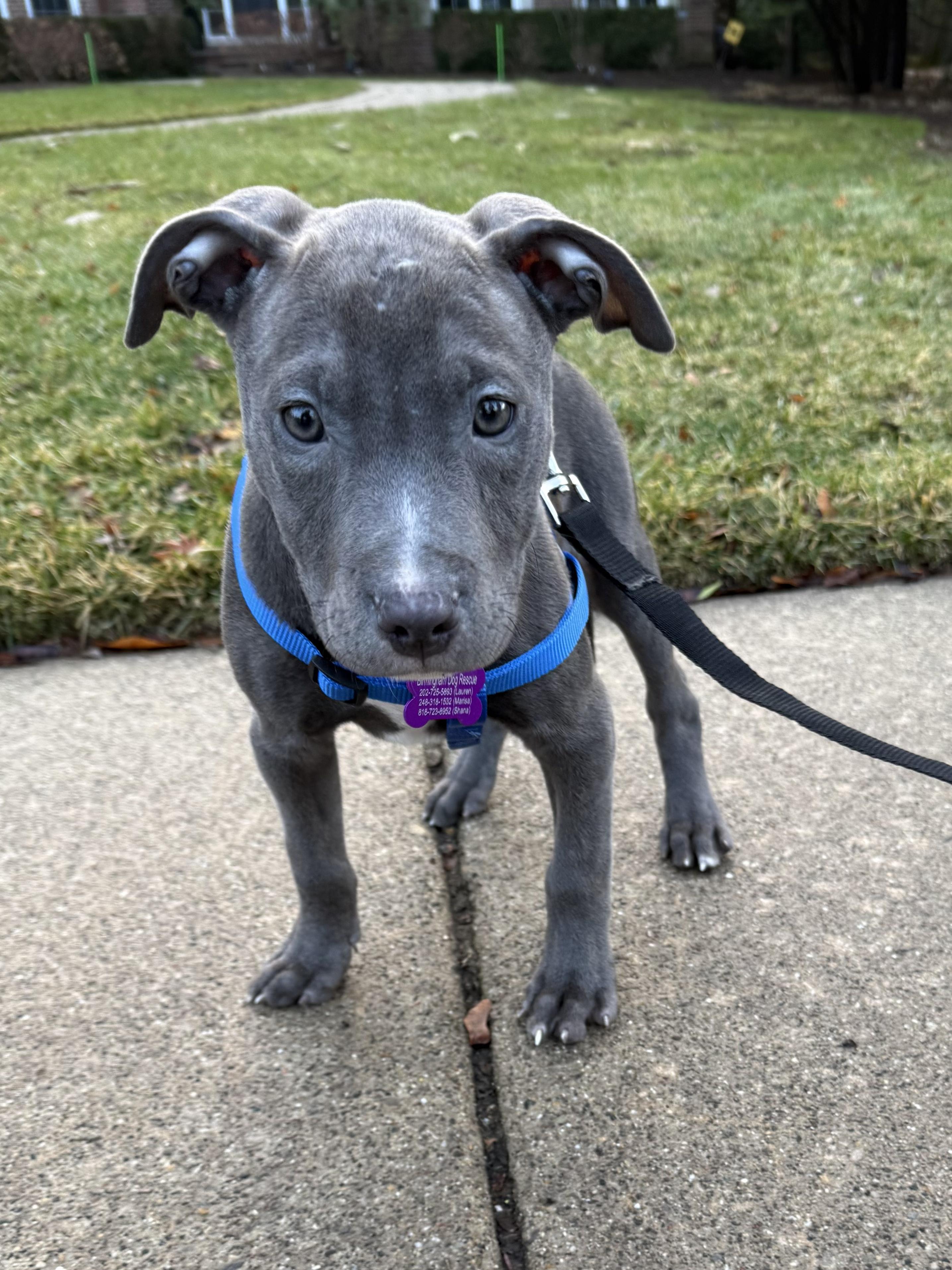 Benny, an adopted Pit Bull Terrier in Bloomfield Hills, MI image 2/3