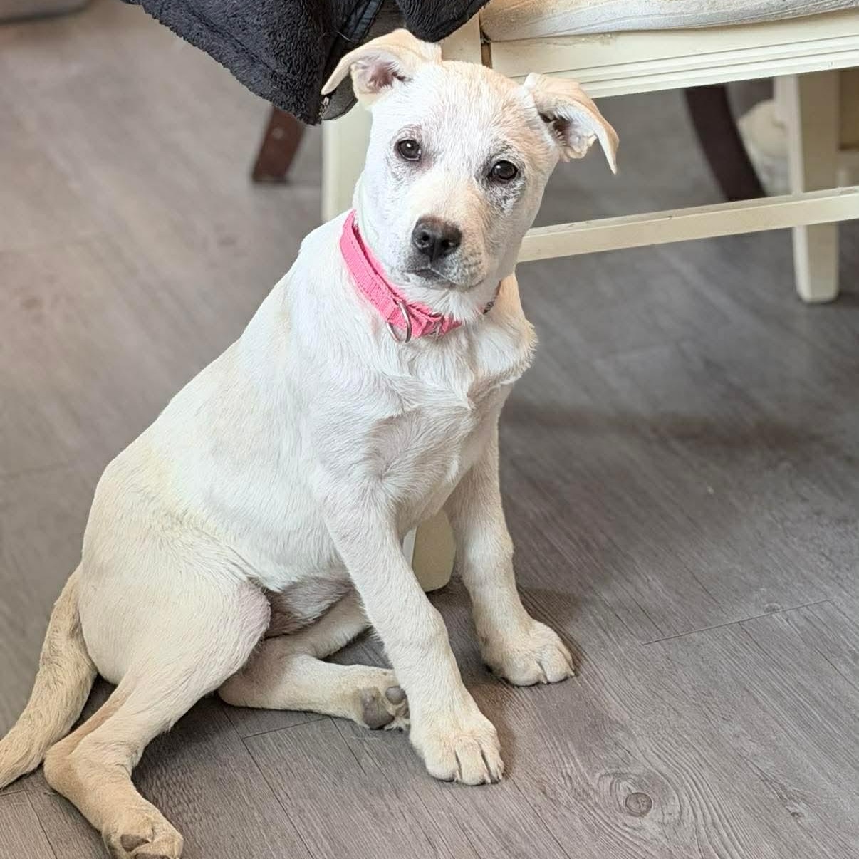 Enlarge Wren, an adopted Mixed Breed in Highland, NY image 2/3