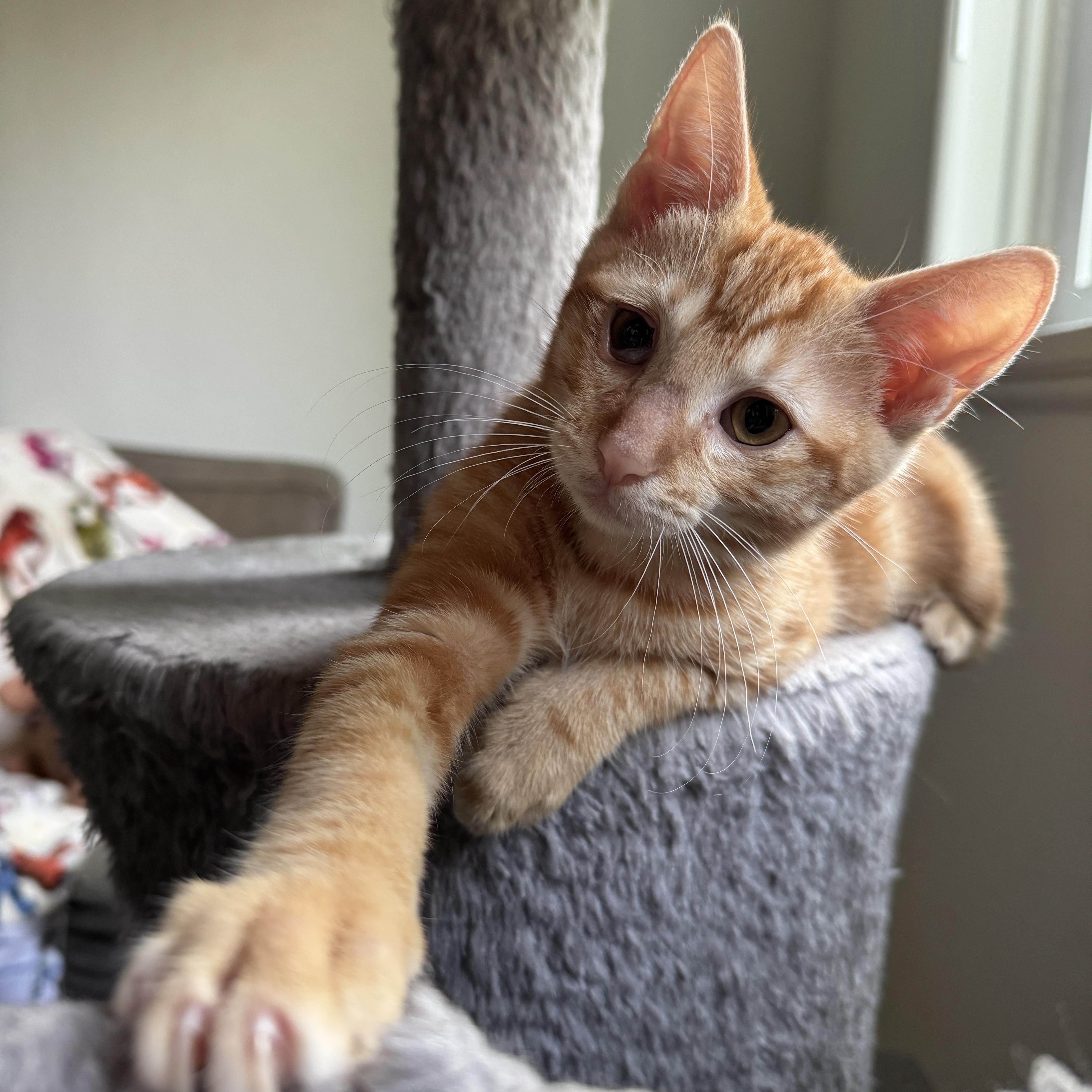 Sungold Tomato, ADOPTABLE, Kitten Male Tabby & Domestic Short Hair.