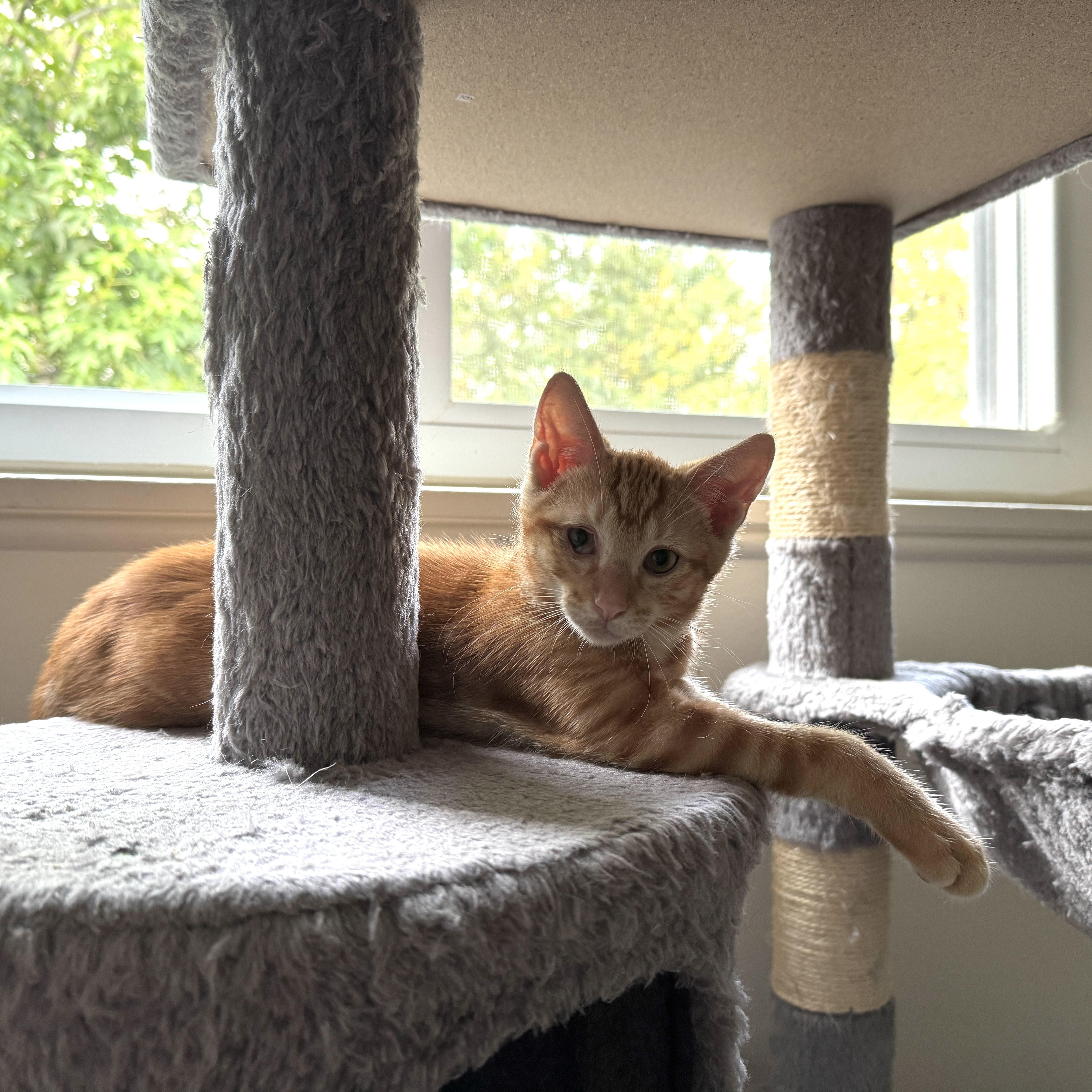 Enlarge Sungold Tomato, a ADOPTABLE mixed breed in Hyattsville, MD image 3/6