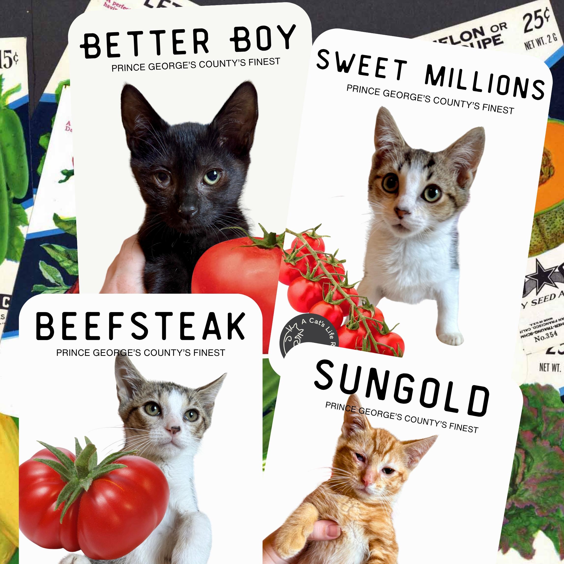 Enlarge Sungold Tomato, a ADOPTABLE mixed breed in Hyattsville, MD image 6/6