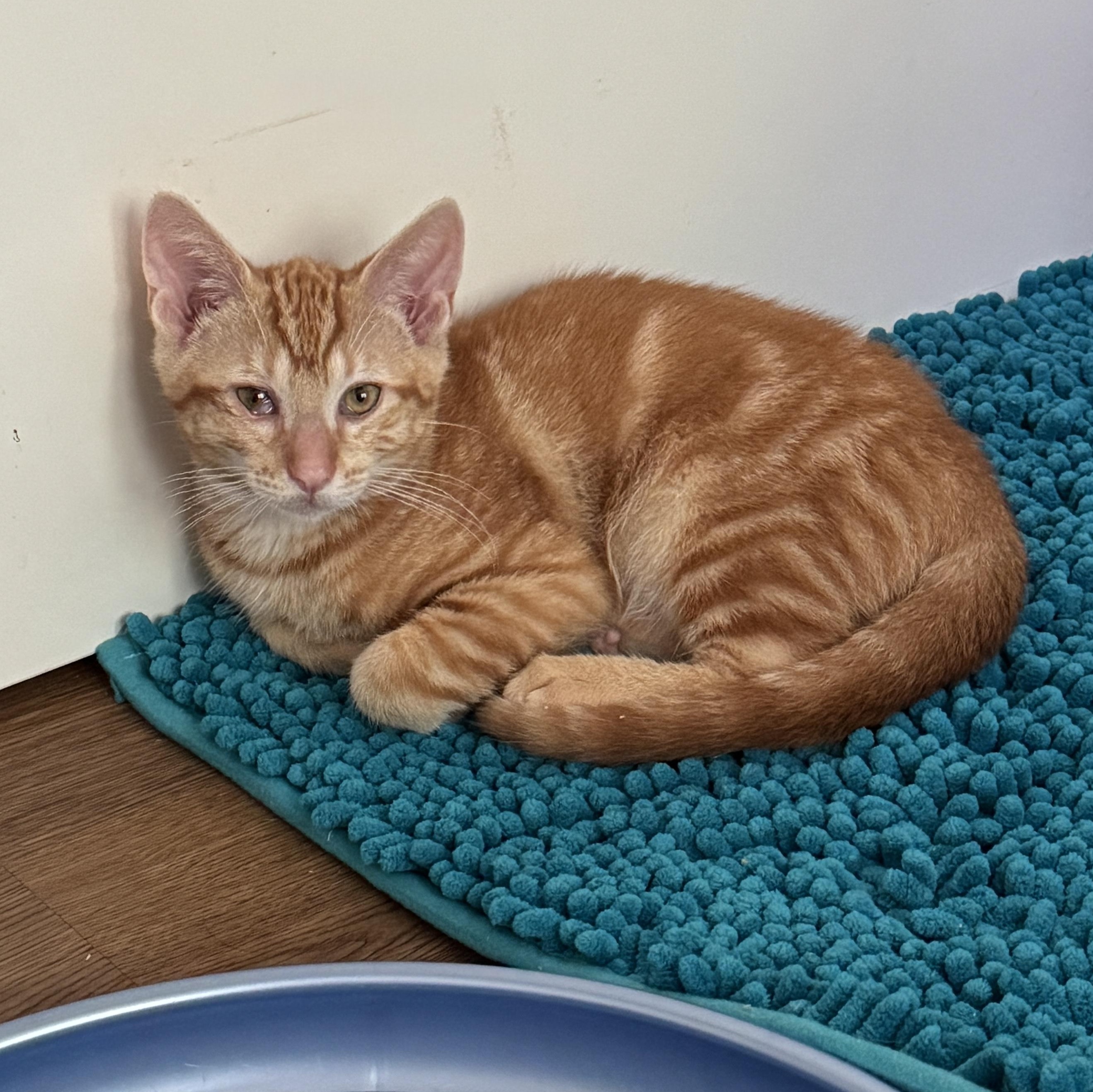 Enlarge Sungold Tomato, a ADOPTABLE mixed breed in Hyattsville, MD image 4/6