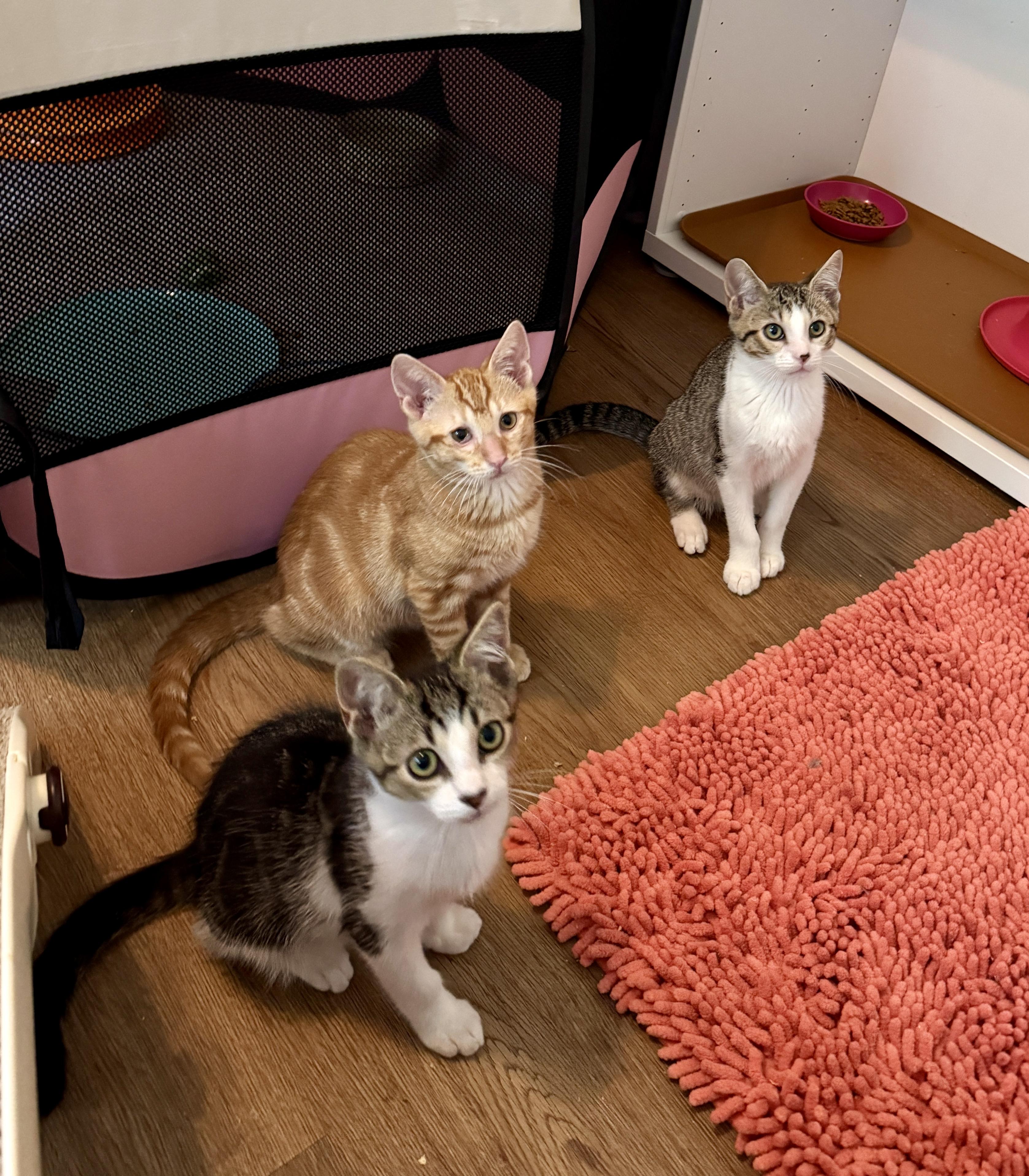 Enlarge Sungold Tomato, a ADOPTABLE mixed breed in Hyattsville, MD image 5/6
