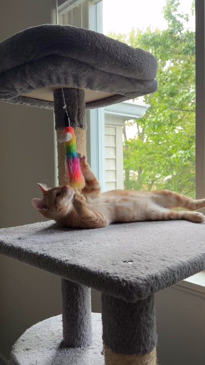 Enlarge Sungold Tomato, a ADOPTABLE mixed breed in Hyattsville, MD video 2/6