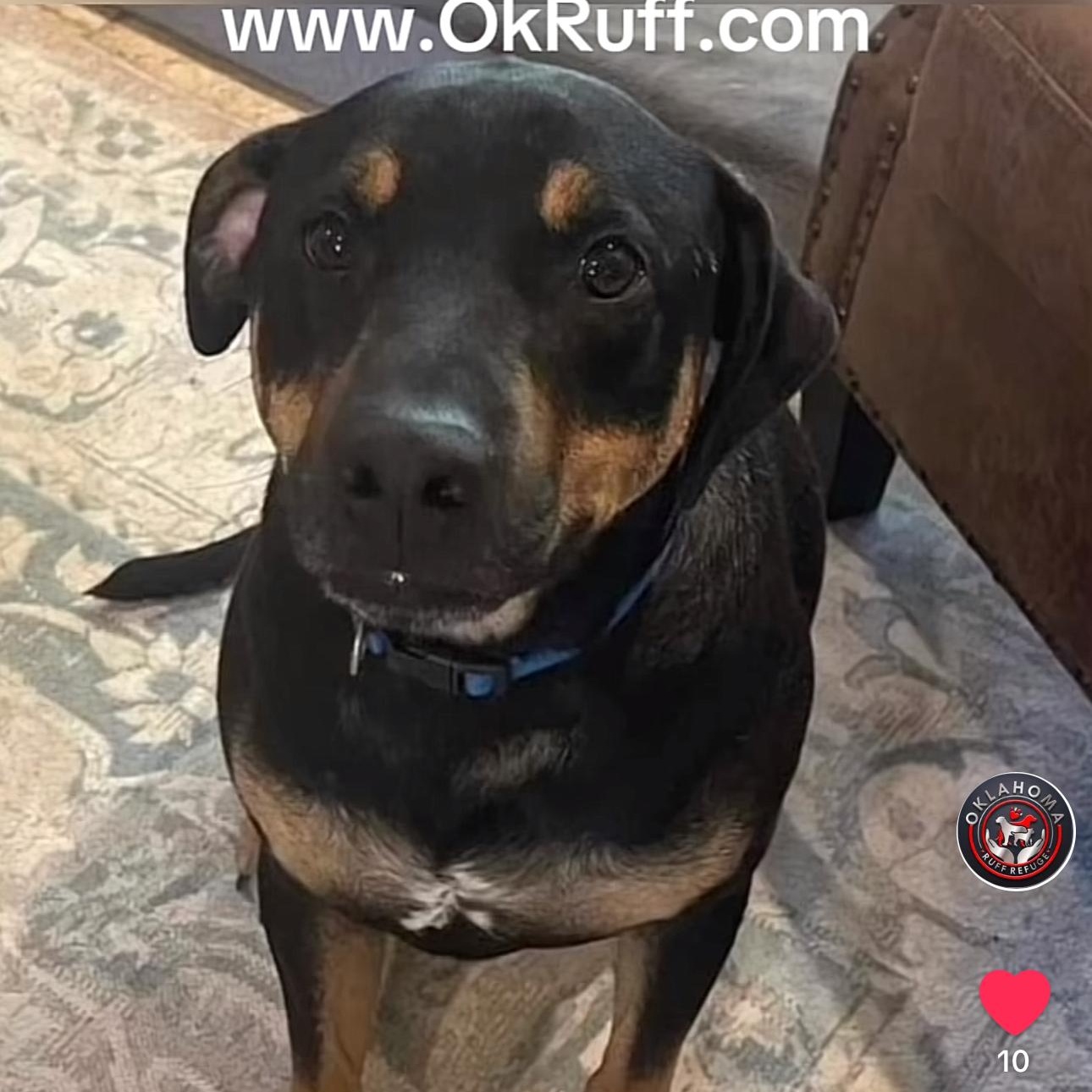 Enlarge Skittles, a Adoptable mixed breed in Bixby, OK image 2/2