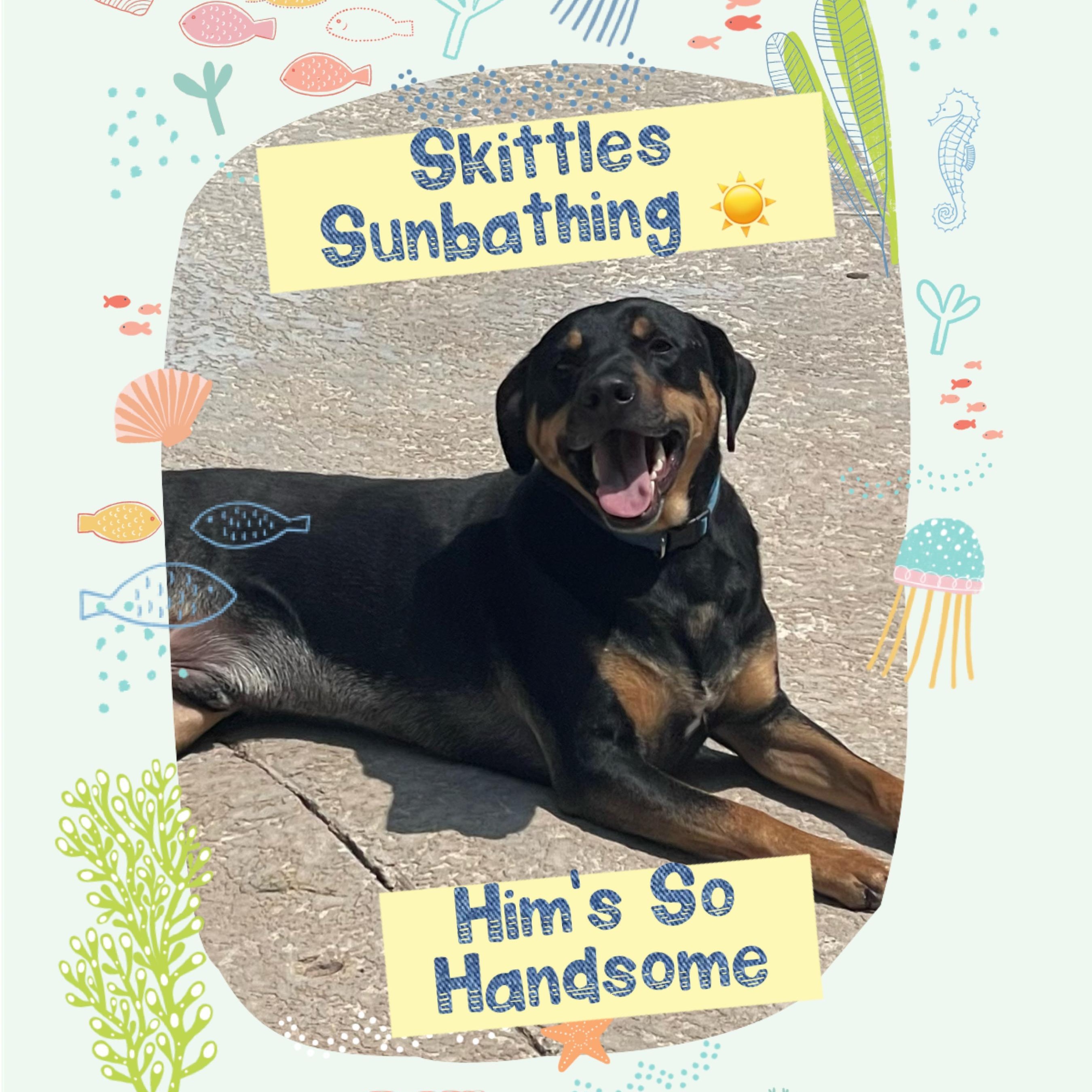 Enlarge Skittles, a Adoptable mixed breed in Bixby, OK image 1/2