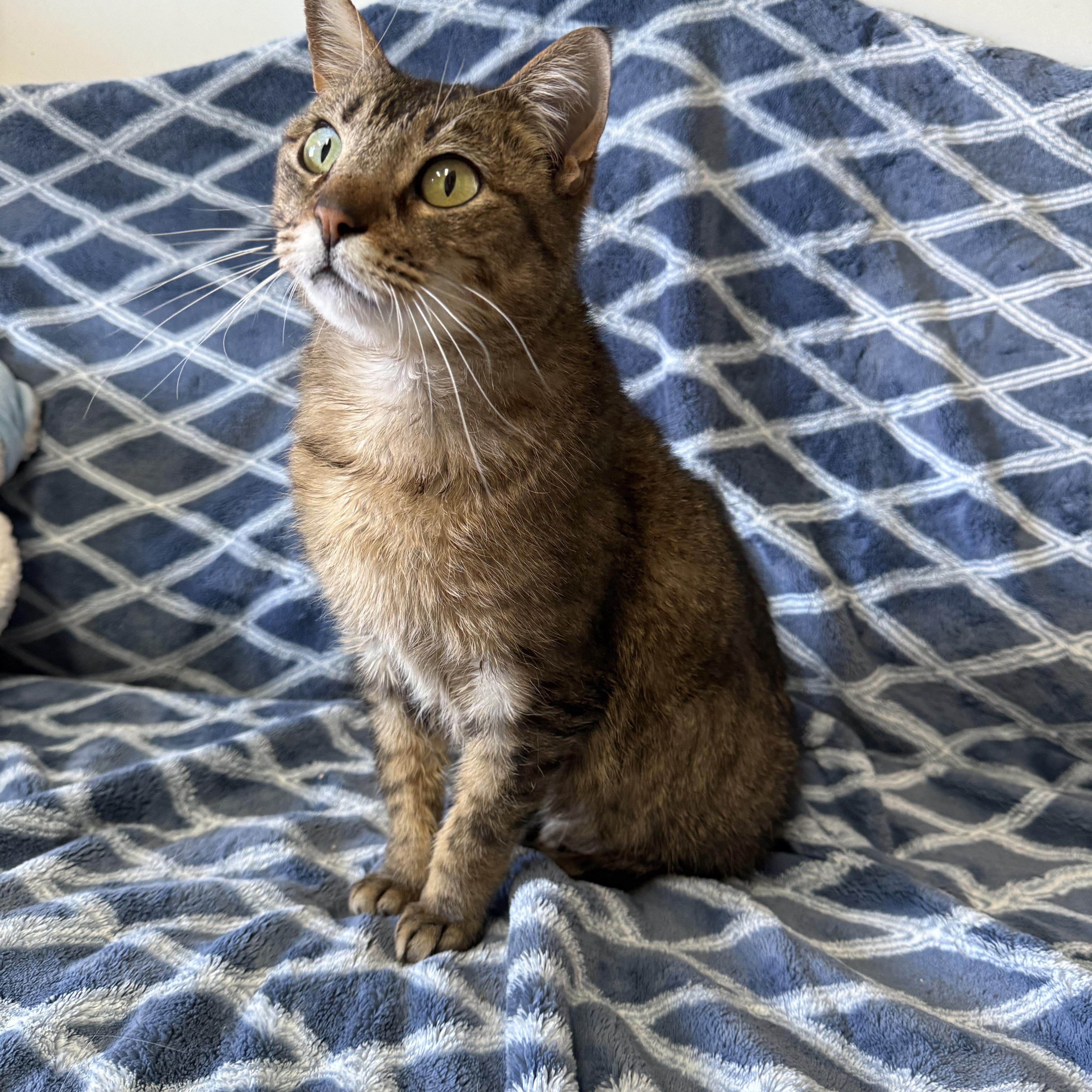 Enlarge Butters, a Adoptable Domestic Short Hair in Hendersonville, TN image 1/1